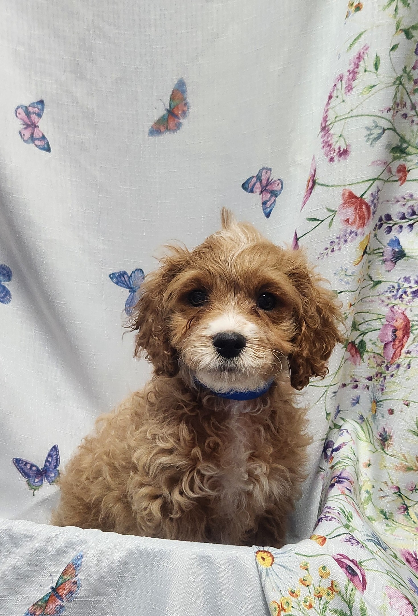 Available Puppies 23
