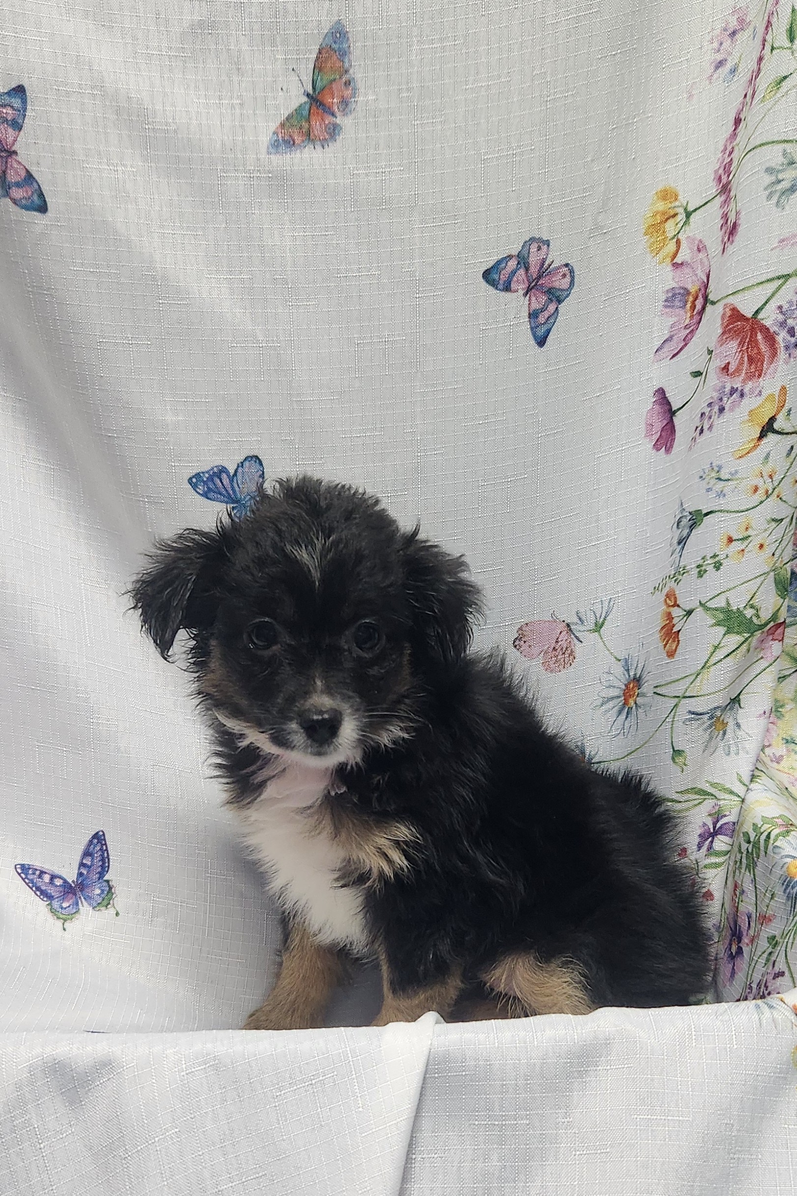 Available Puppies 26