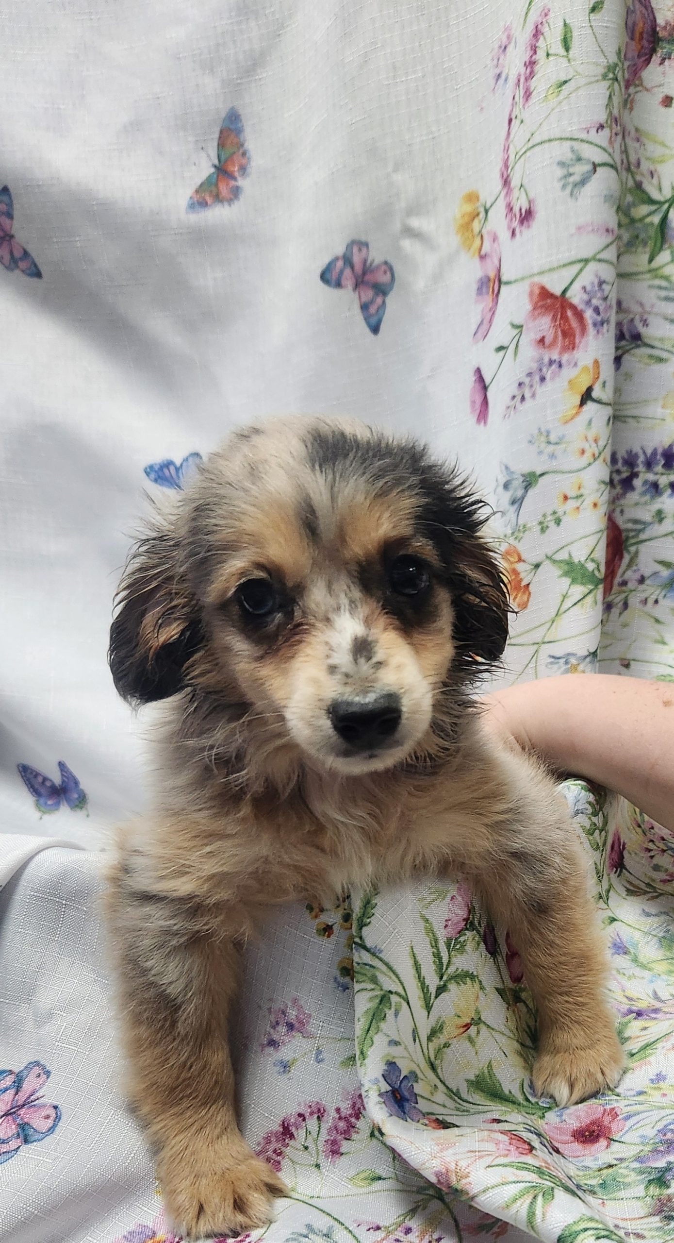 Available Puppies 24