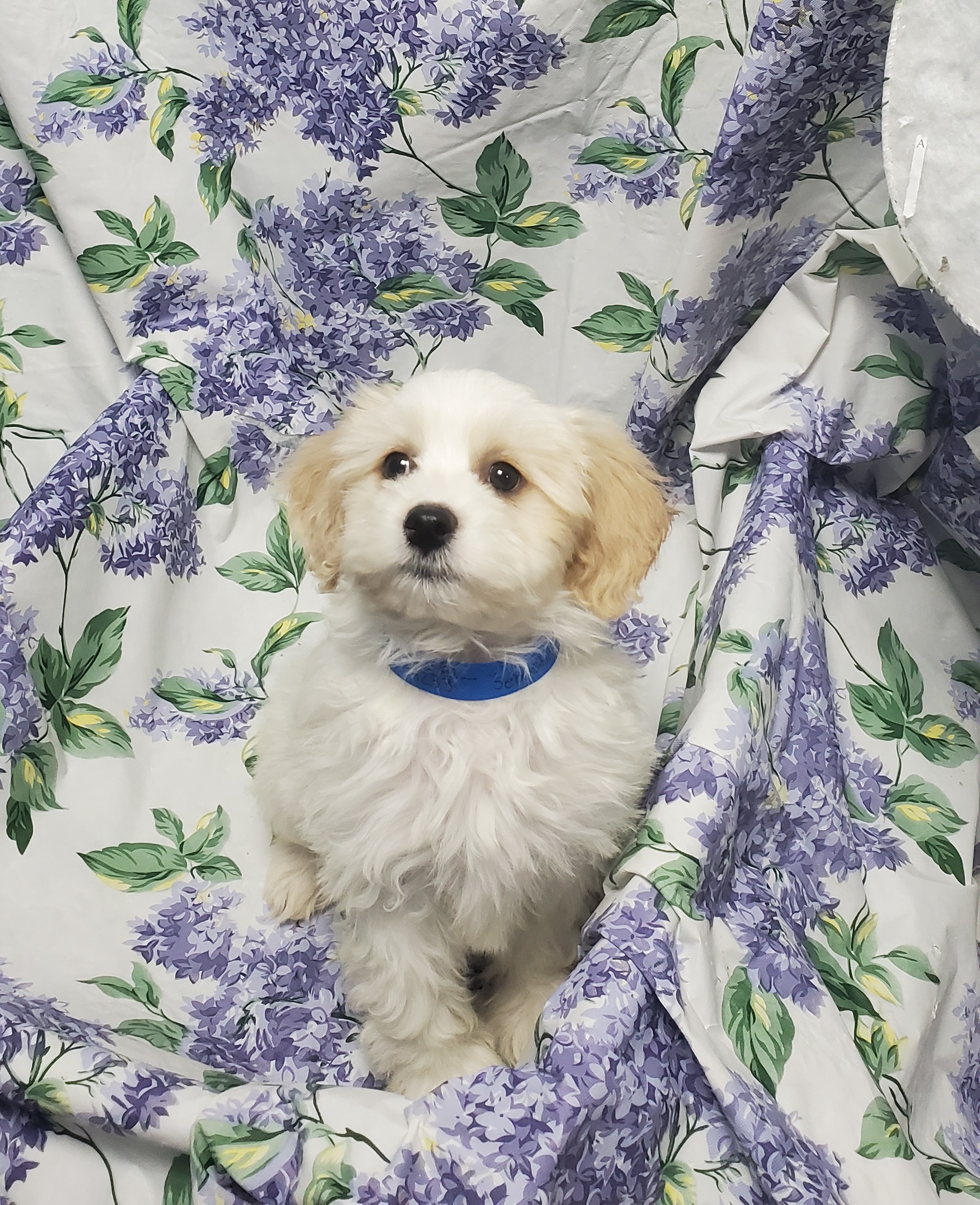 Available Puppies 28