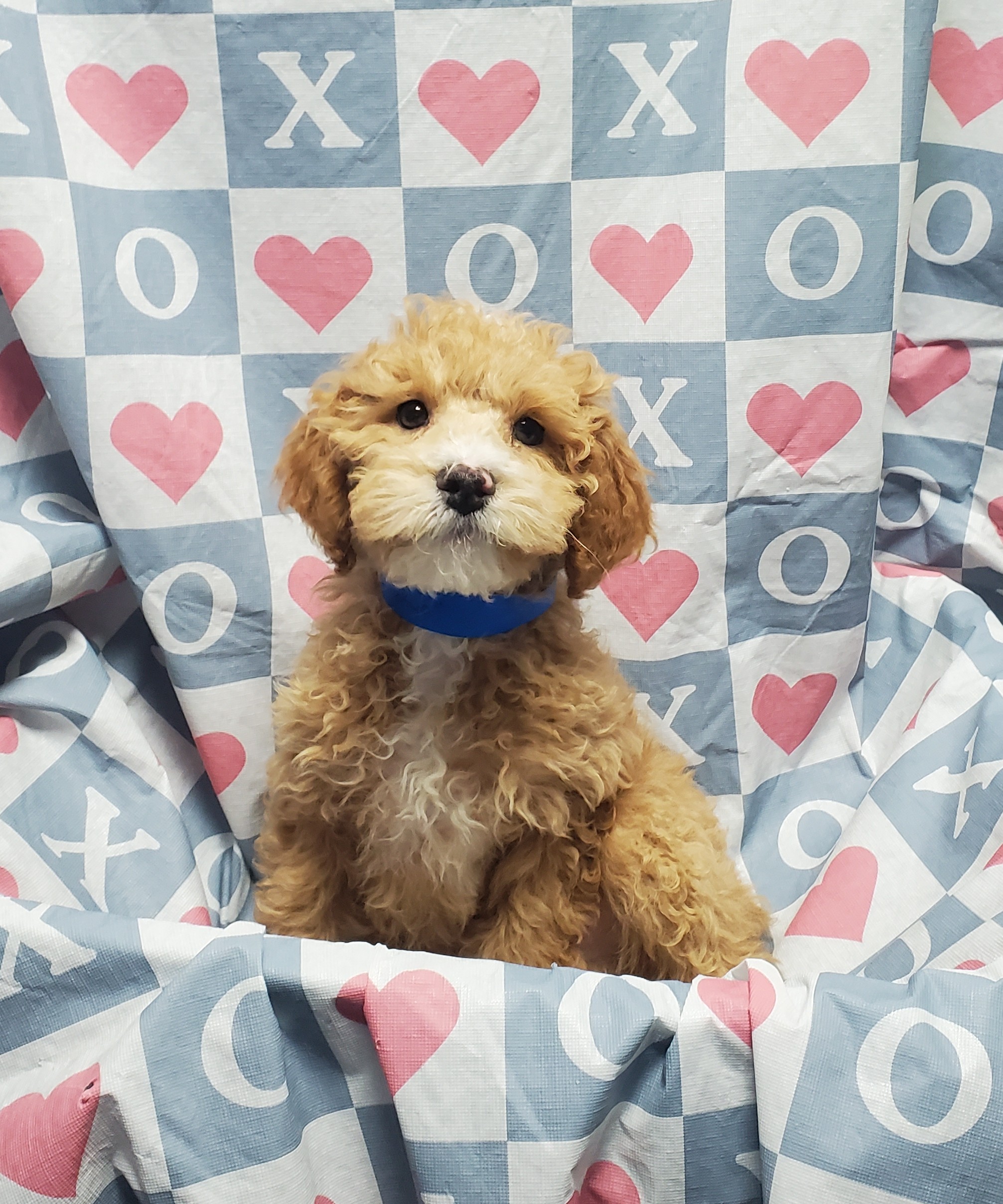 Available Puppies 18 Available Puppies 18