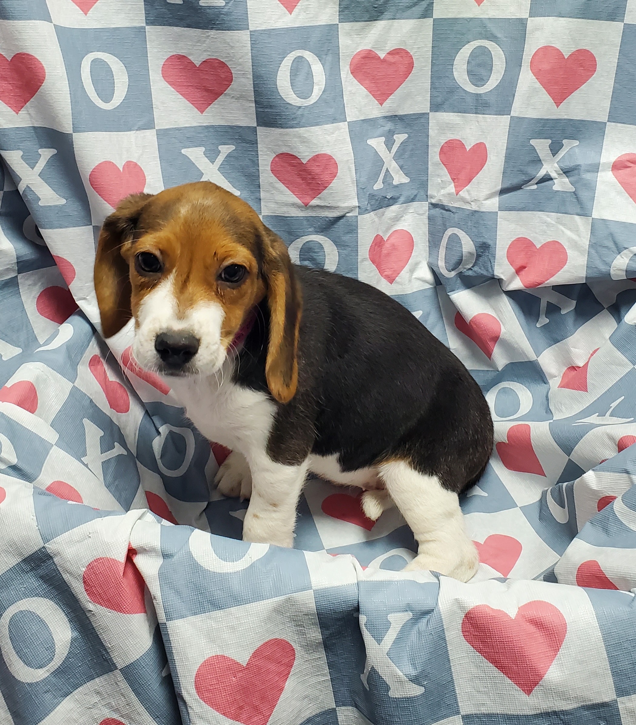 Available Puppies 16 Available Puppies 16