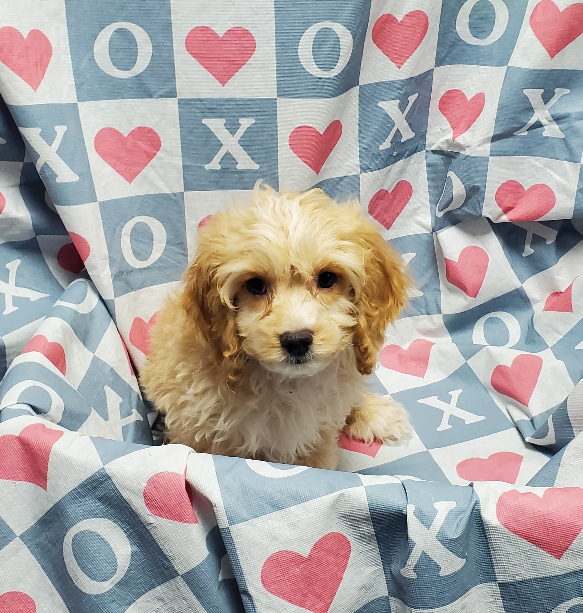 Available Puppies 20 Available Puppies 20