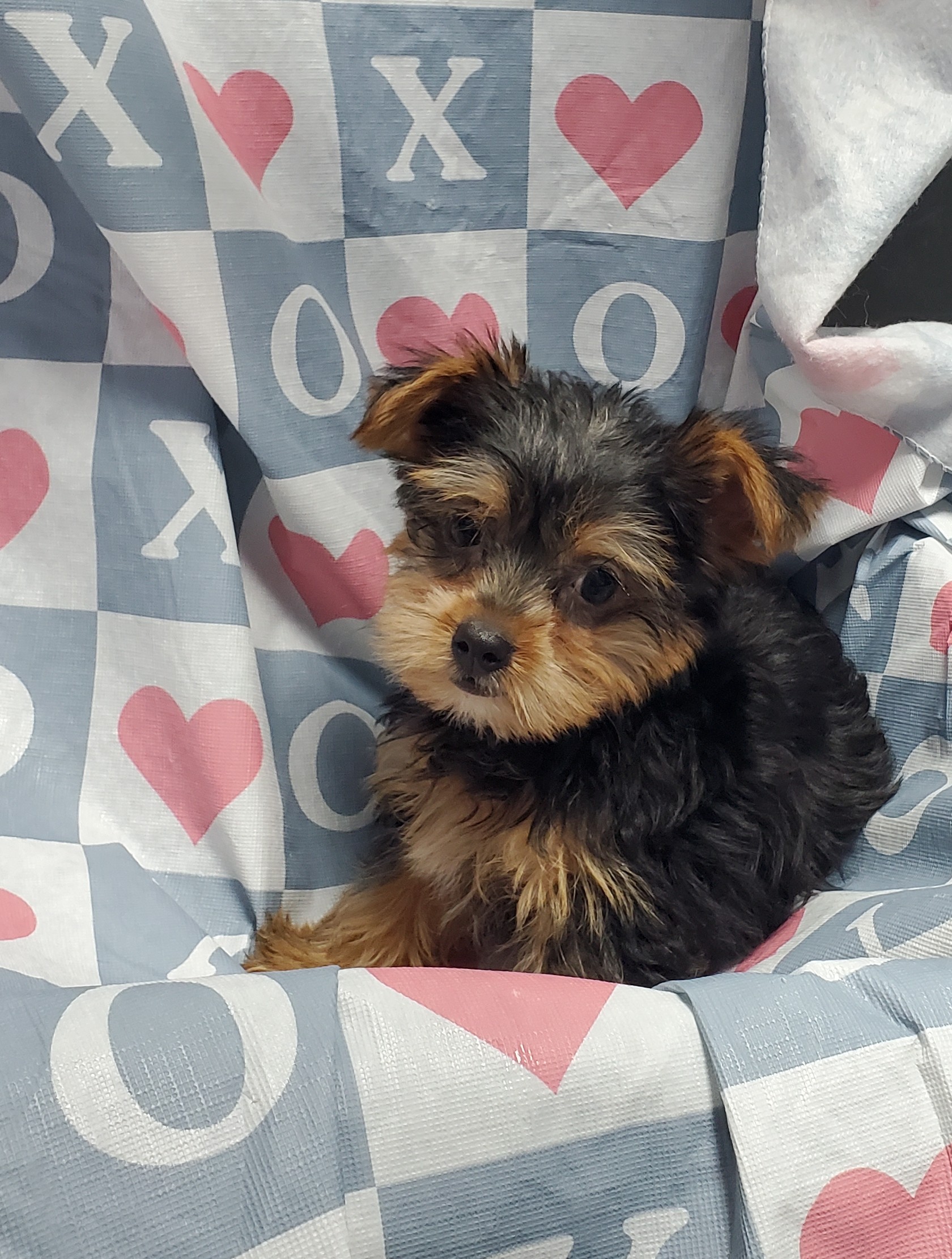Available Puppies 19 Available Puppies 19