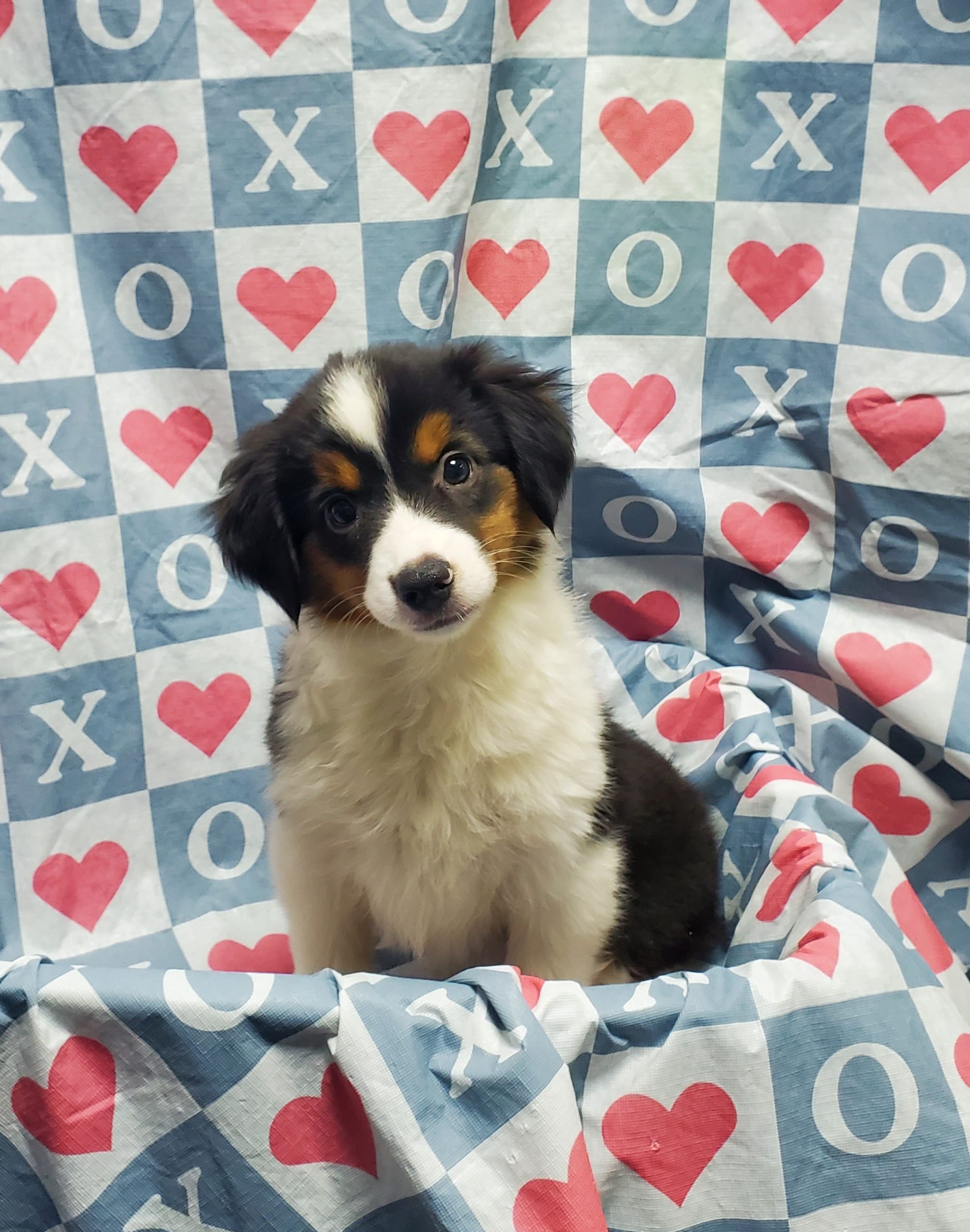 Available Puppies 21 Available Puppies 21