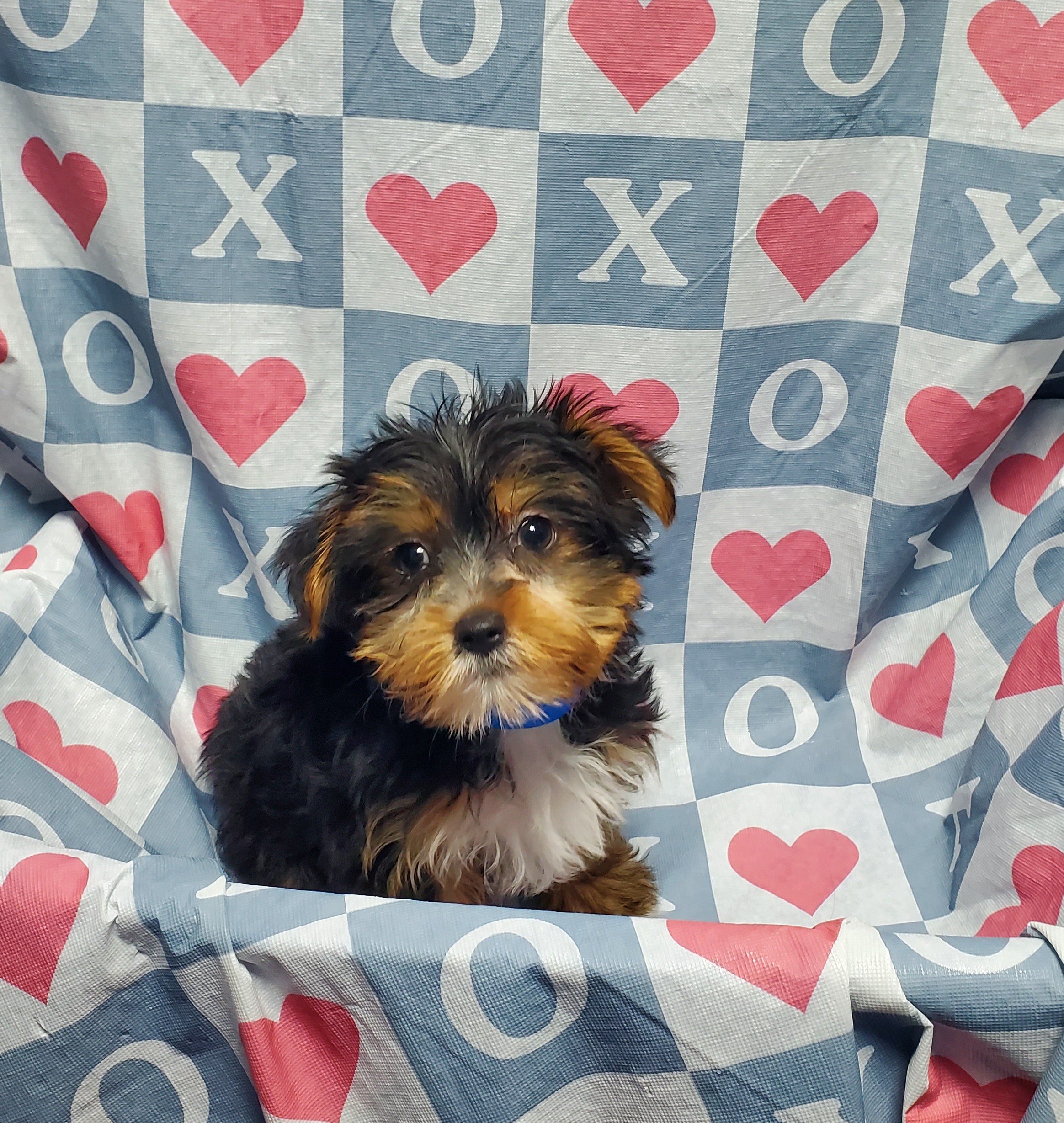 Available Puppies 18 Available Puppies 18