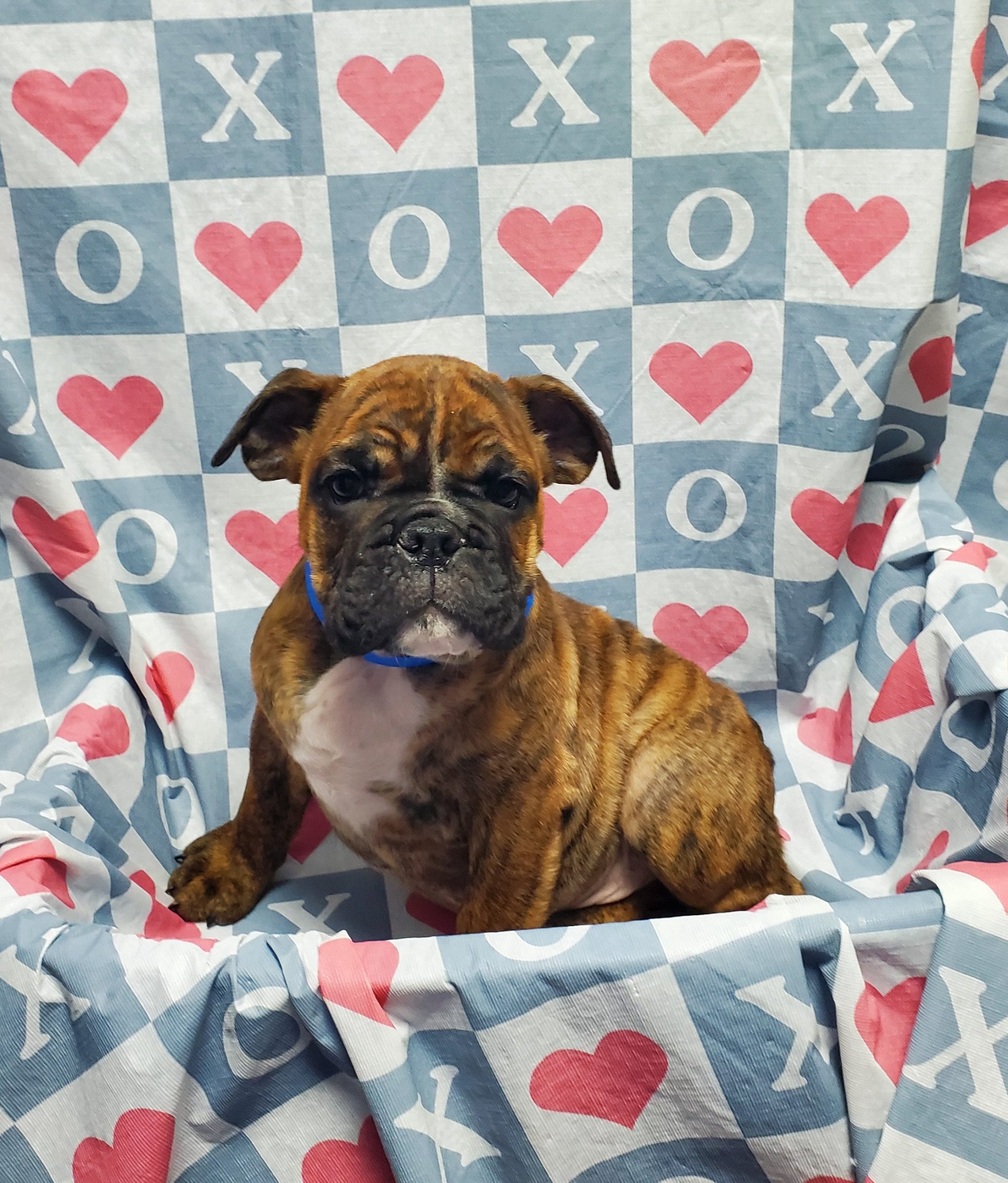 Available Puppies 22 Available Puppies 22