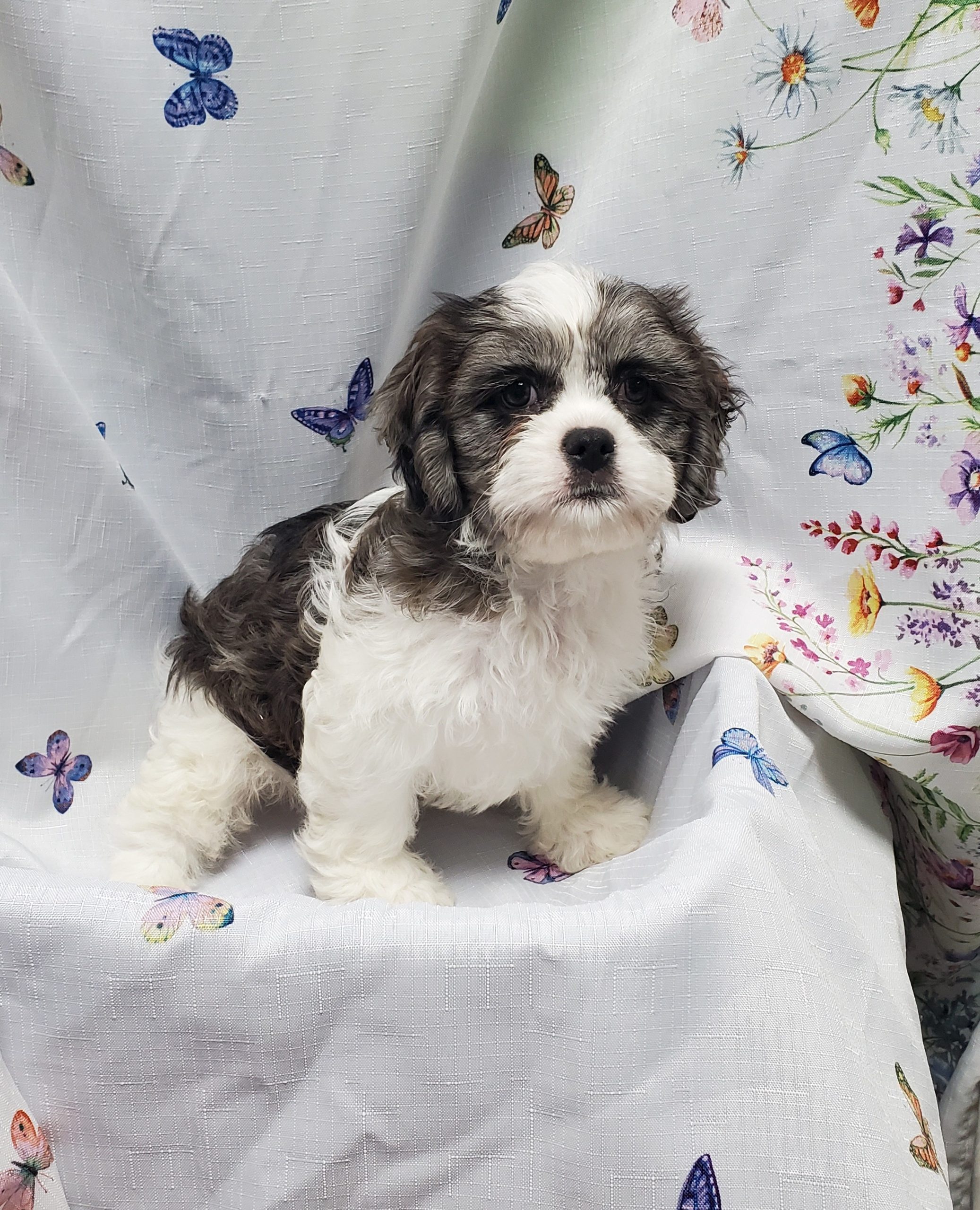 Available Puppies 25 Available Puppies 25