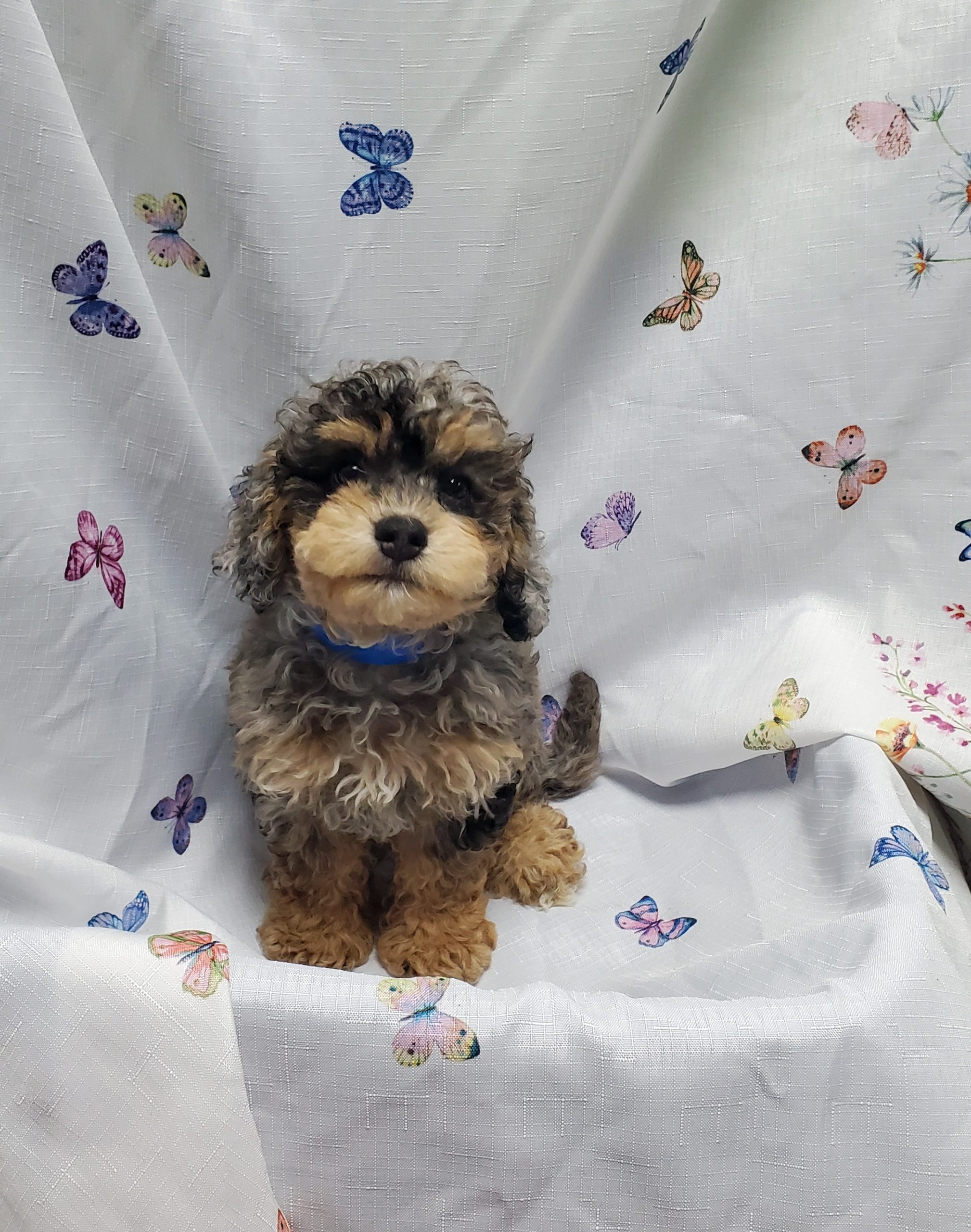Available Puppies 26 Available Puppies 26