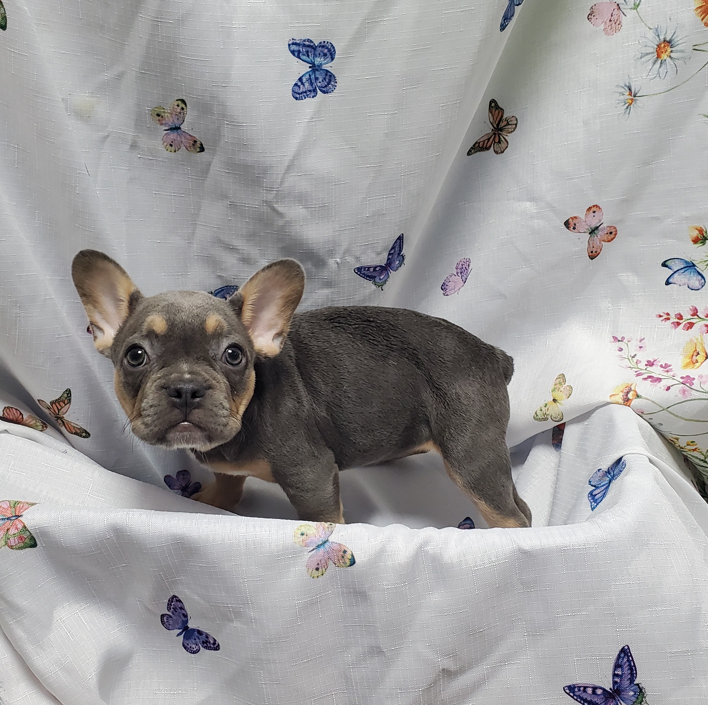 Available Puppies 27 Available Puppies 27
