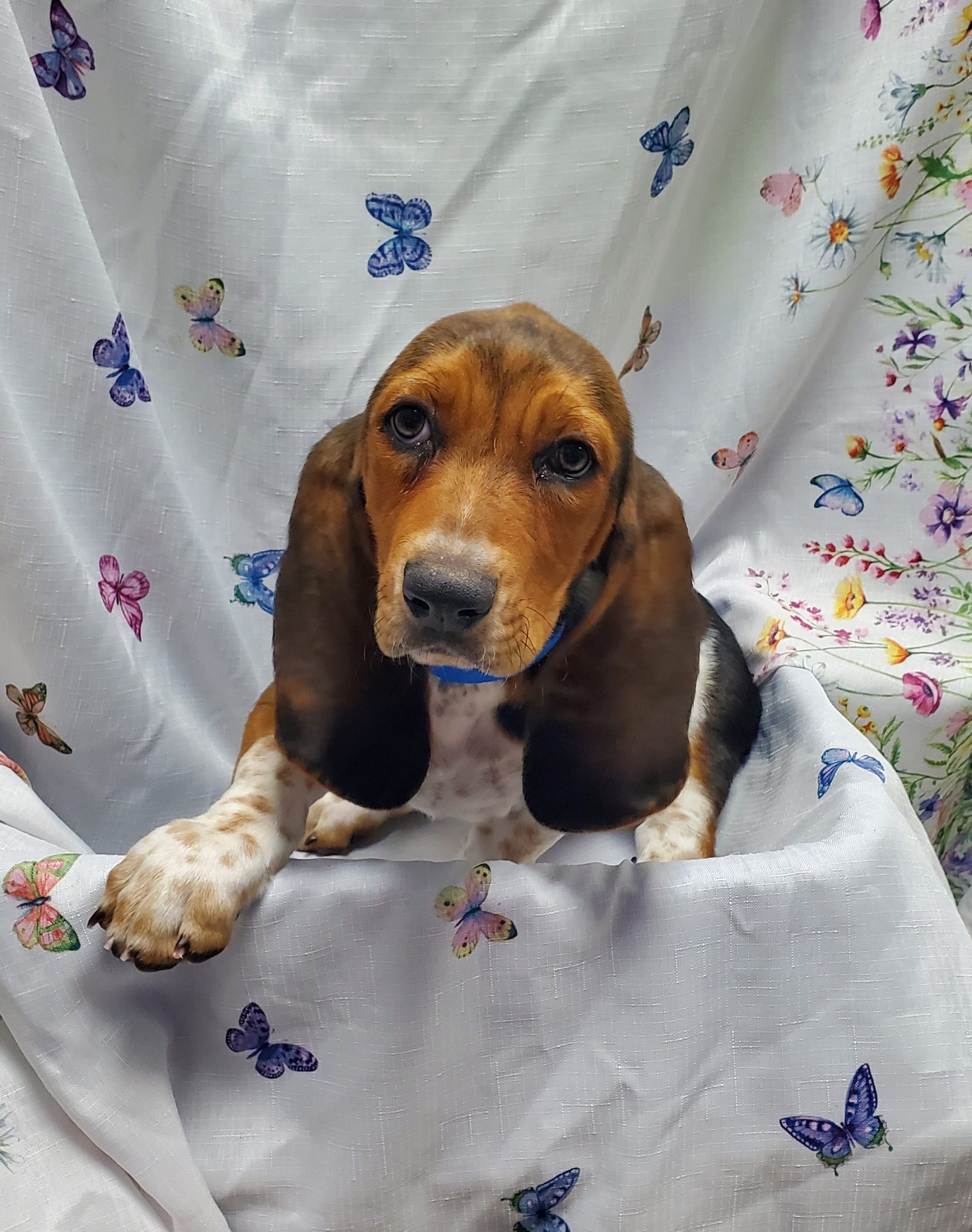 Available Puppies 28 Available Puppies 28