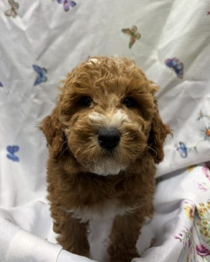Available Puppies 24 Available Puppies 24