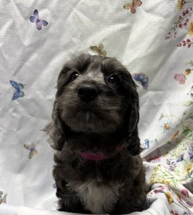 Available Puppies 23 Available Puppies 23