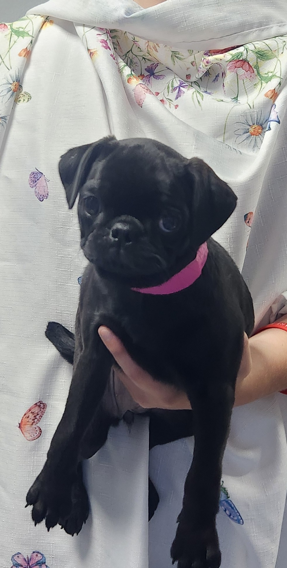 Available Puppies 29 Available Puppies 29