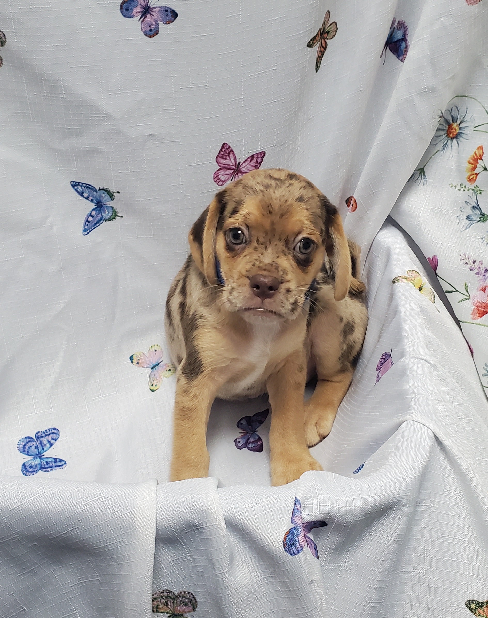 Available Puppies 20 Available Puppies 20