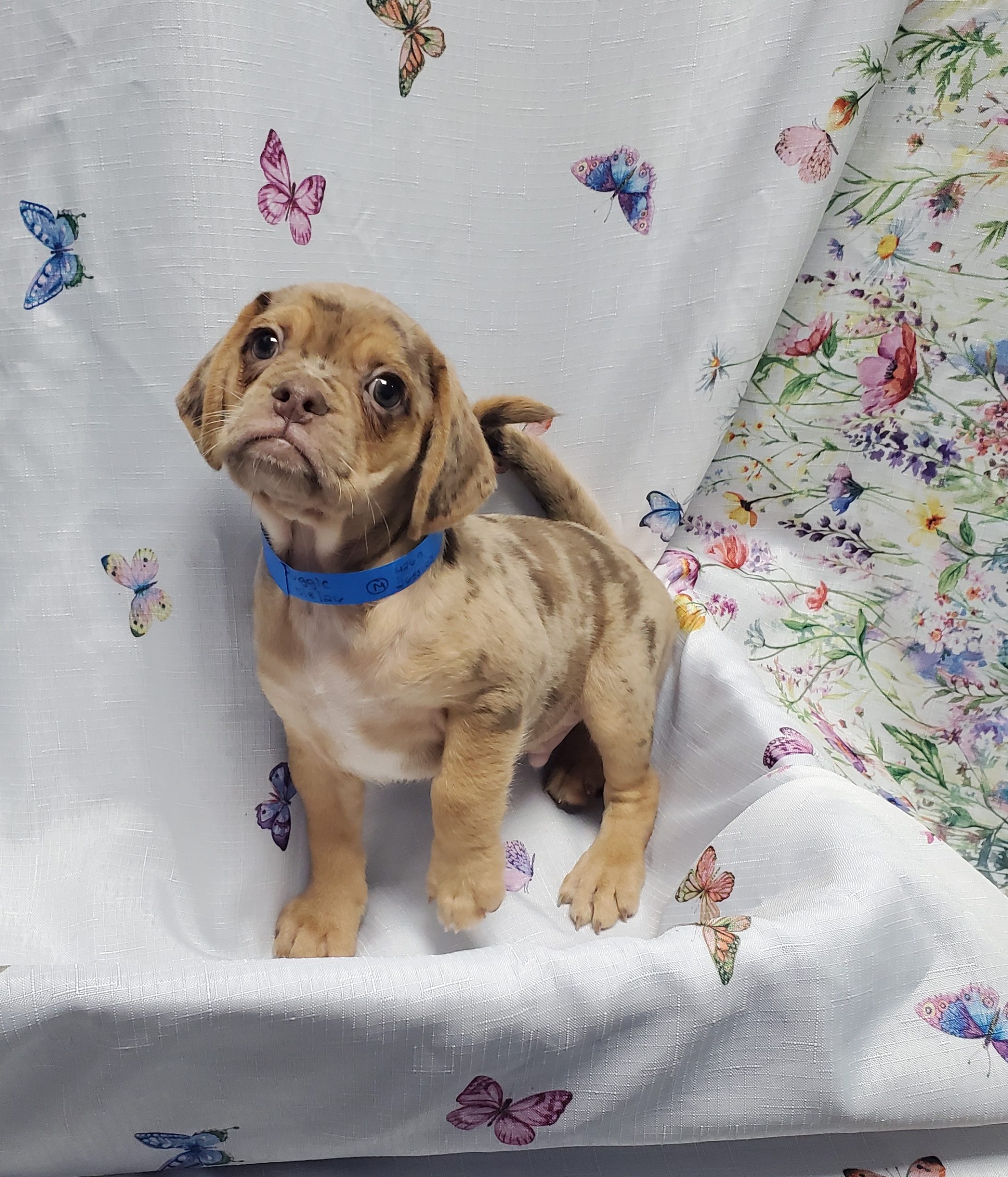 Available Puppies 21 Available Puppies 21