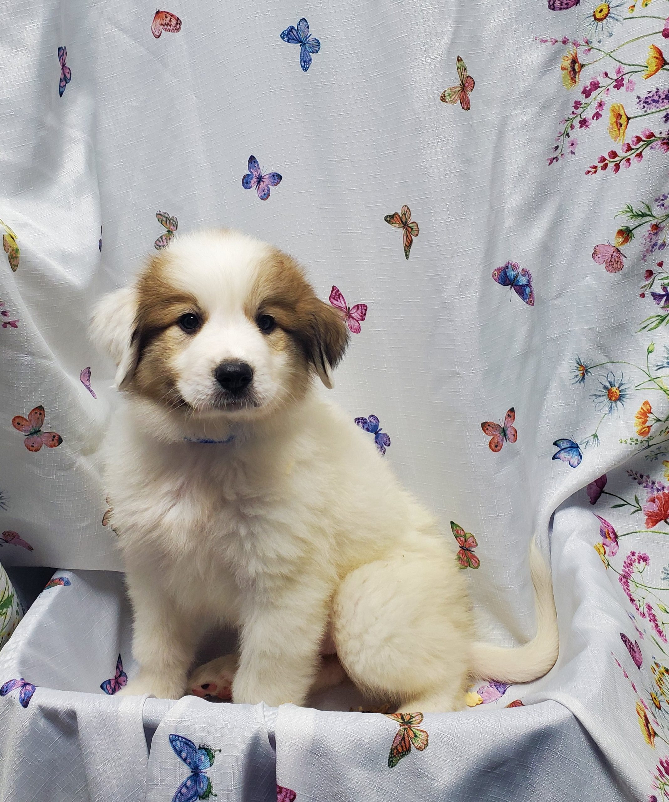 Available Puppies 22 Available Puppies 22