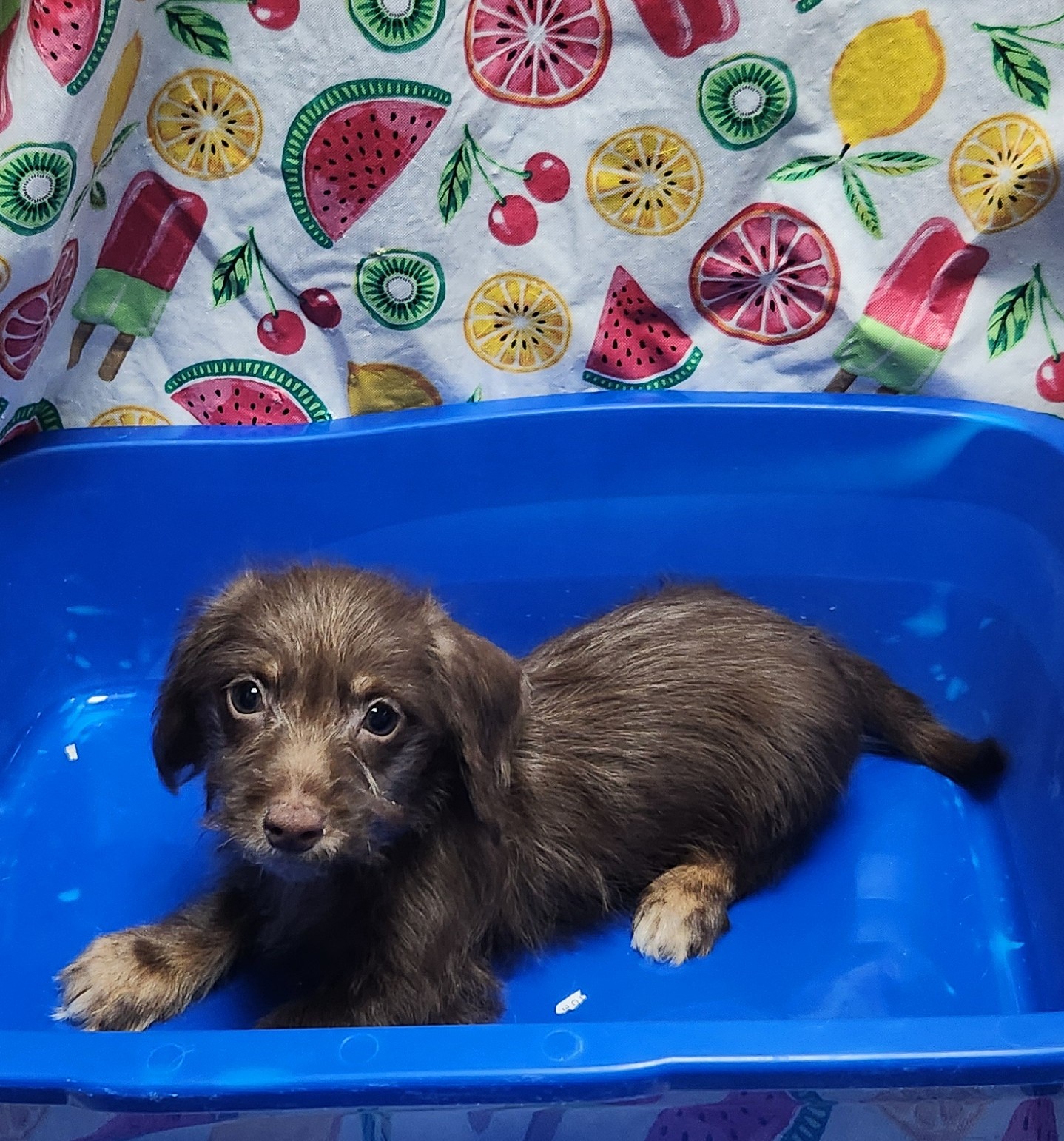 Available Puppies 23 Available Puppies 23