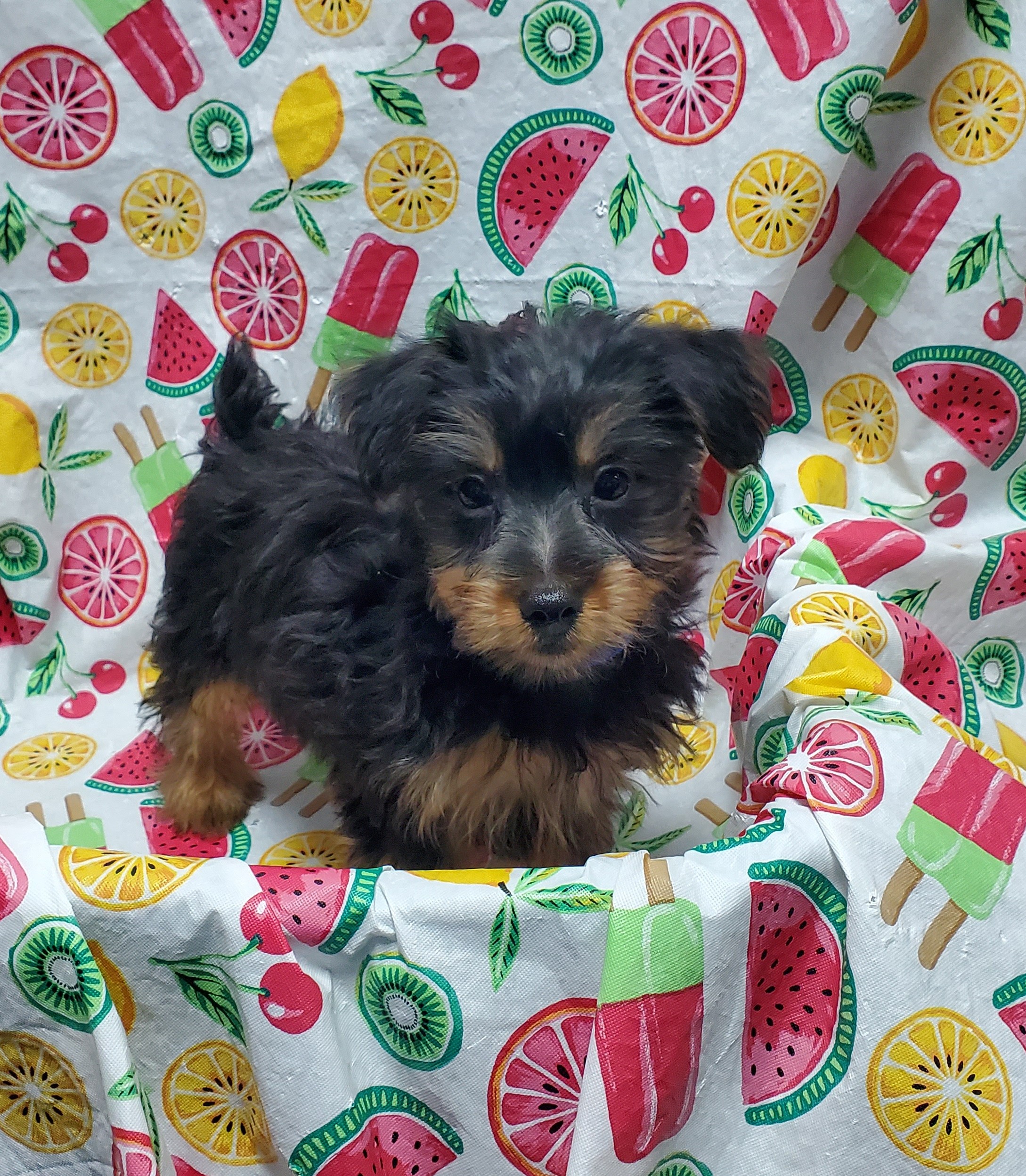 Available Puppies 27 Available Puppies 27