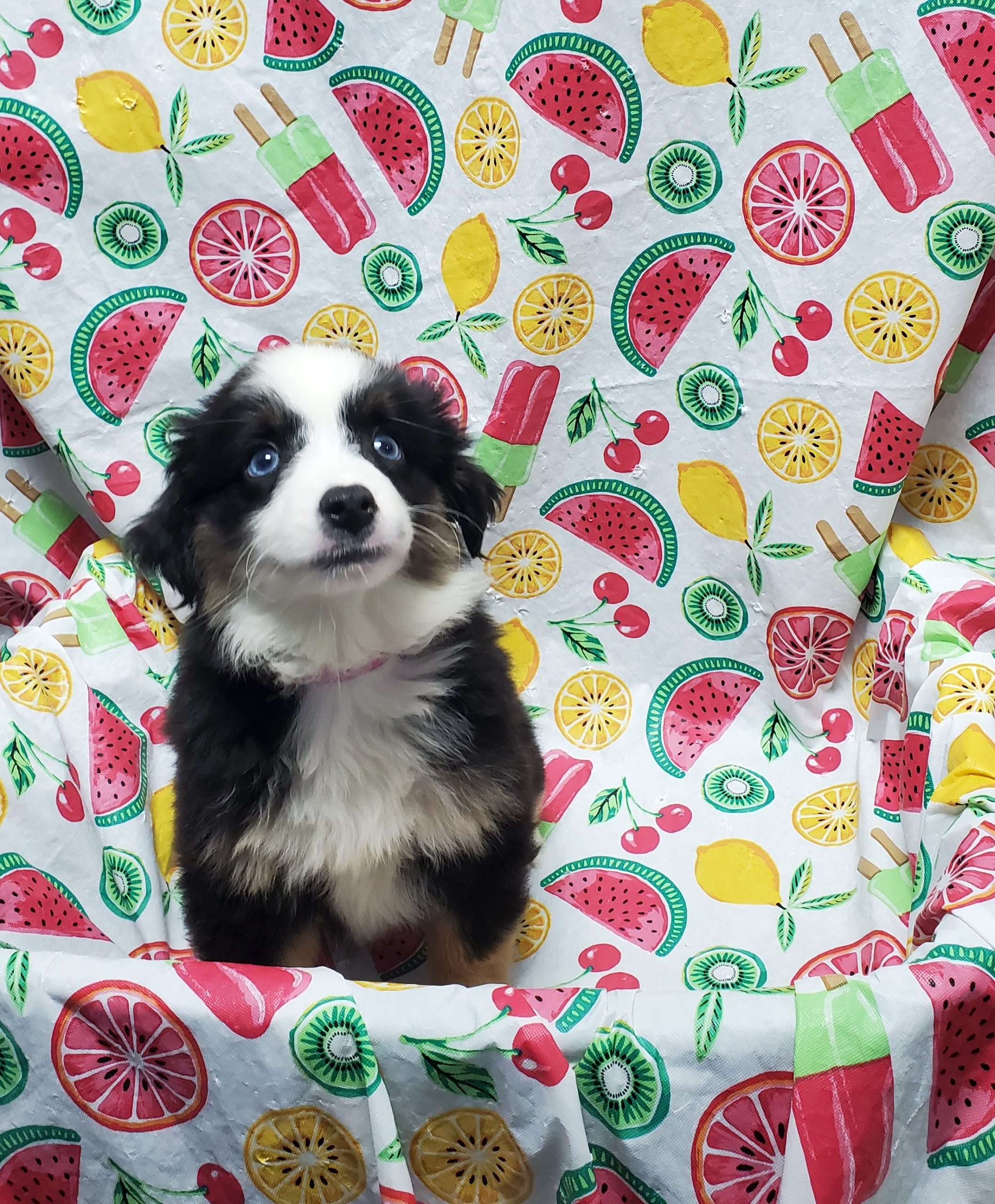 Available Puppies 24 Available Puppies 24