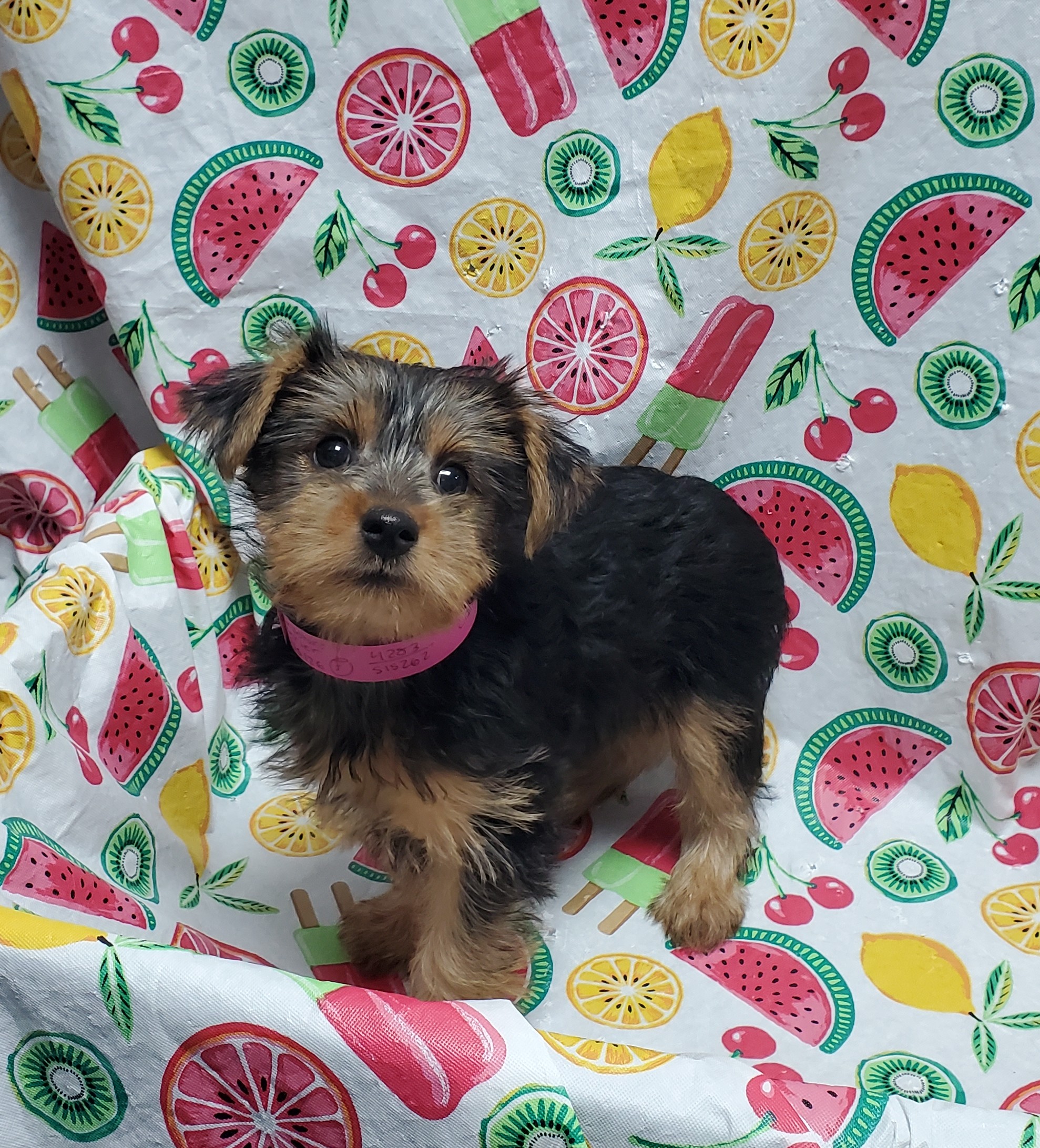 Available Puppies 25 Available Puppies 25