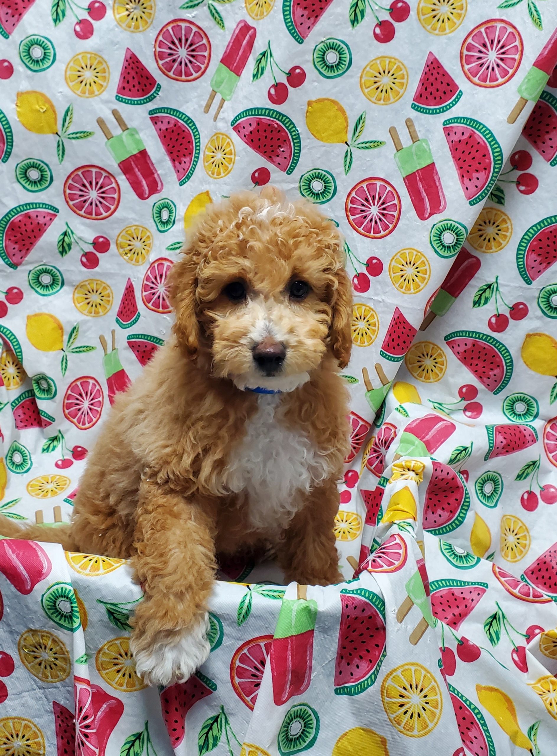 Available Puppies 26 Available Puppies 26