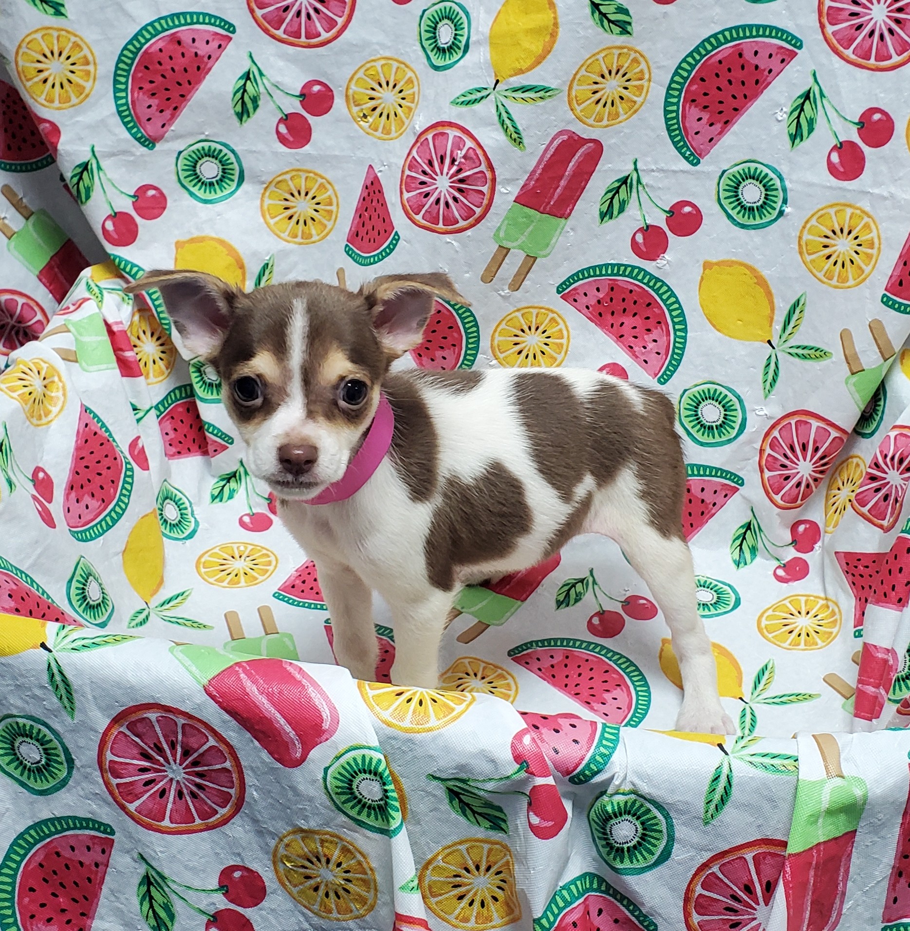 Available Puppies 28 Available Puppies 28
