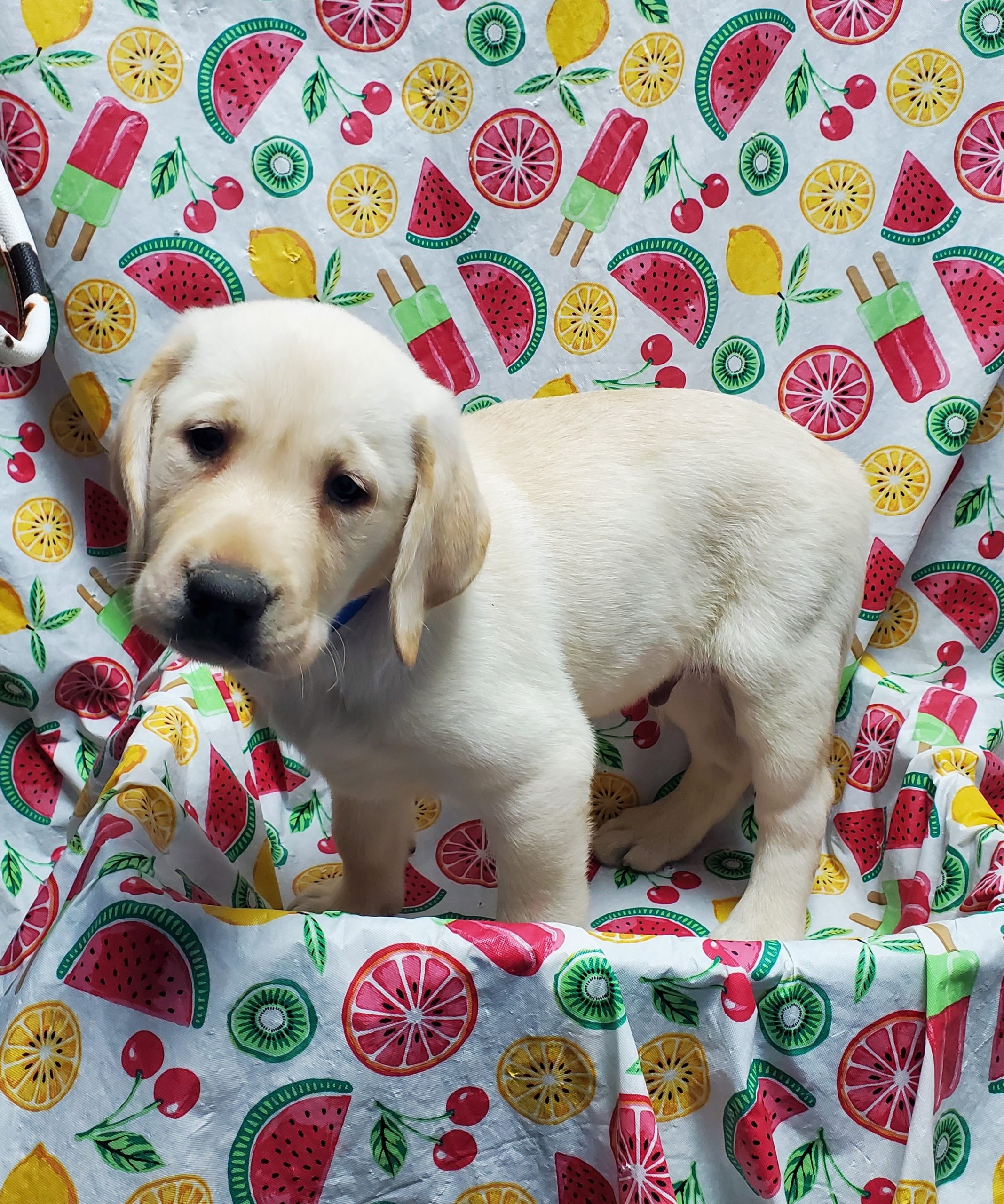 Available Puppies 29 Available Puppies 29