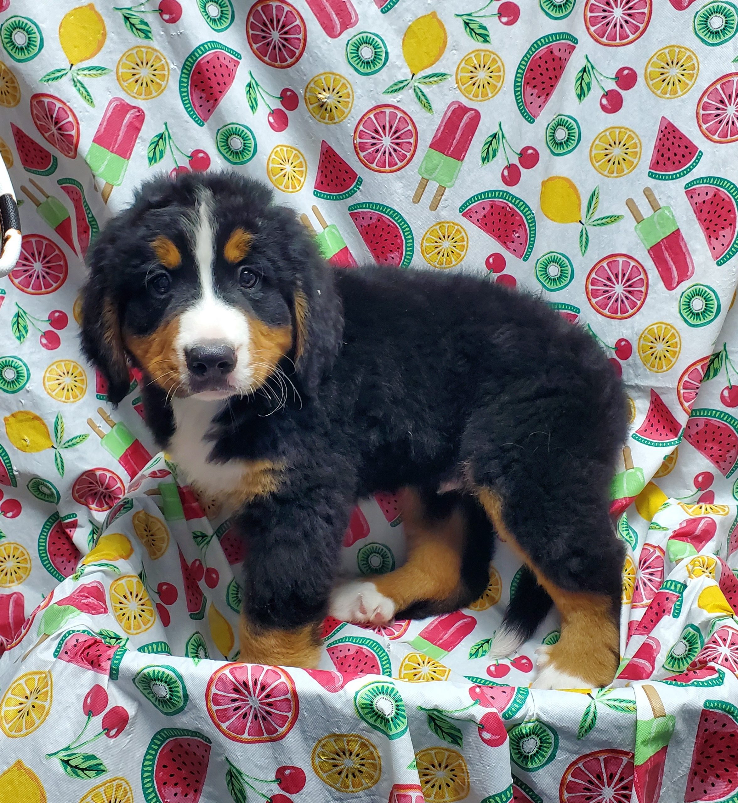 Available Puppies 30 Available Puppies 30