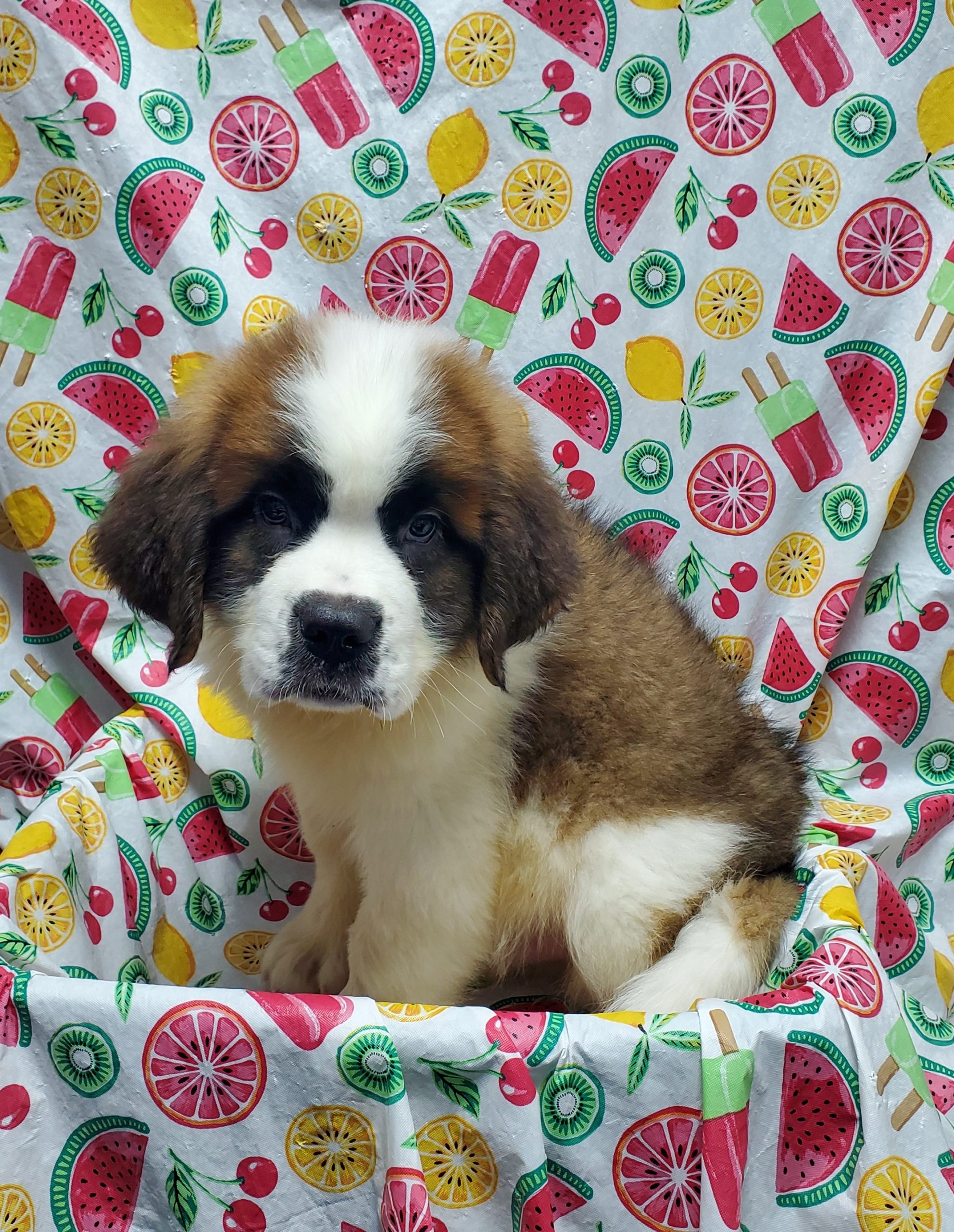 Available Puppies 31 Available Puppies 31