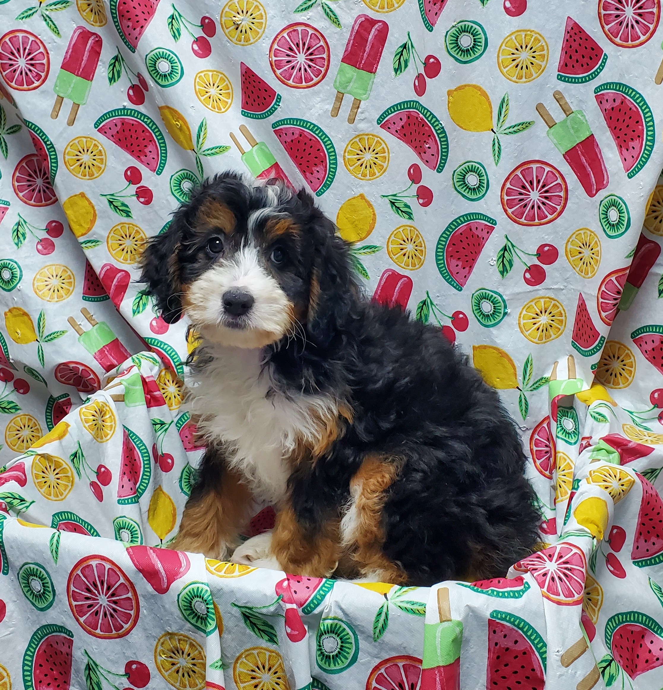 Available Puppies 32 Available Puppies 32