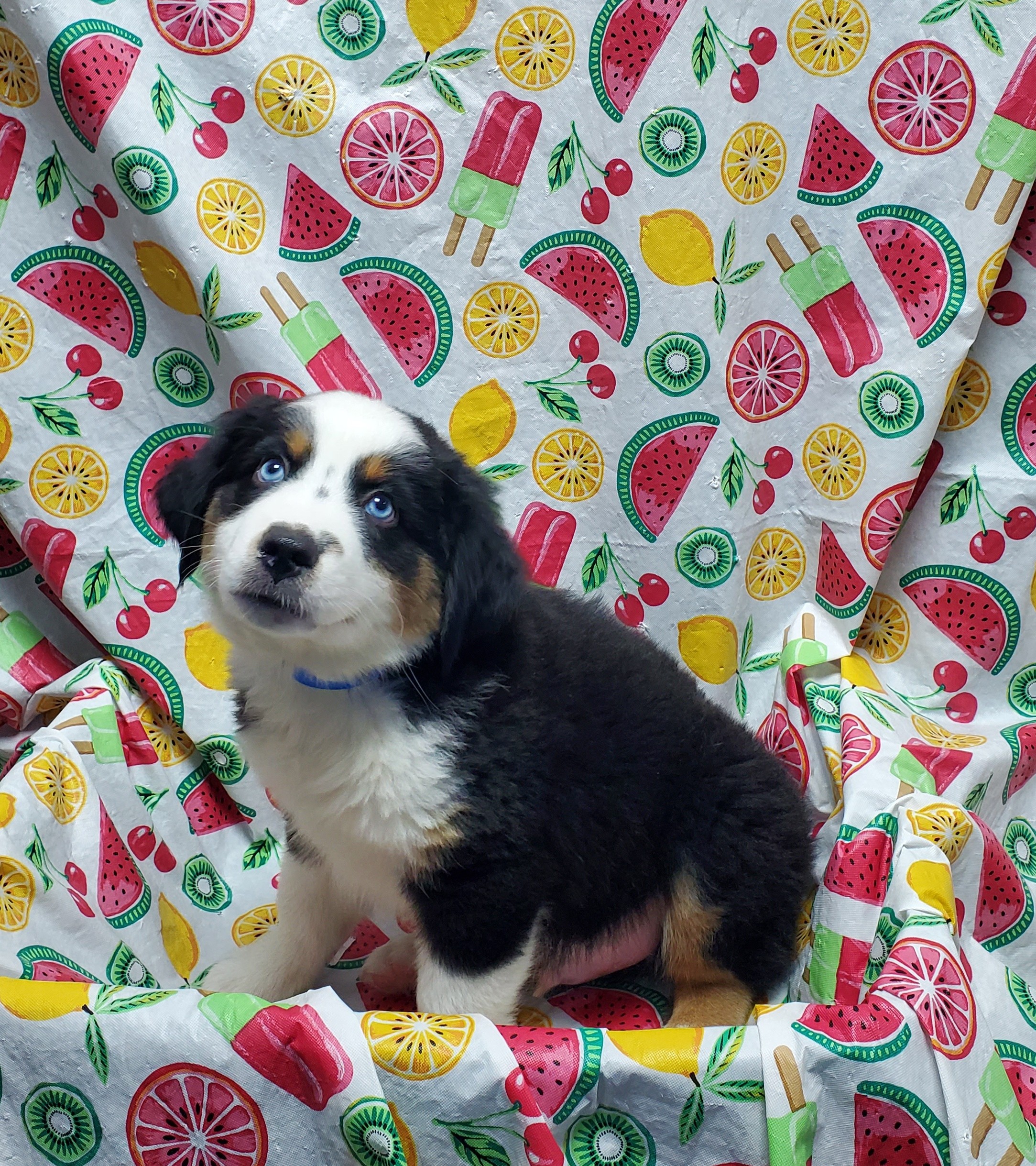 Available Puppies 33 Available Puppies 33