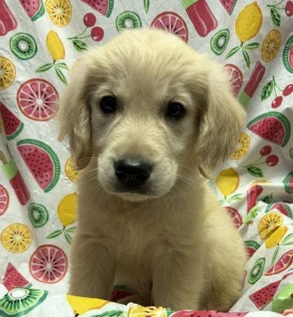 Available Puppies 17 Available Puppies 17