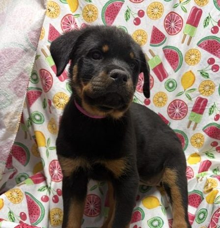 Available Puppies 17
