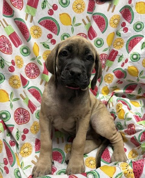 Available Puppies 18