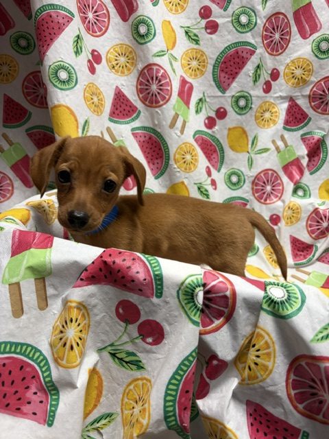 Available Puppies 11