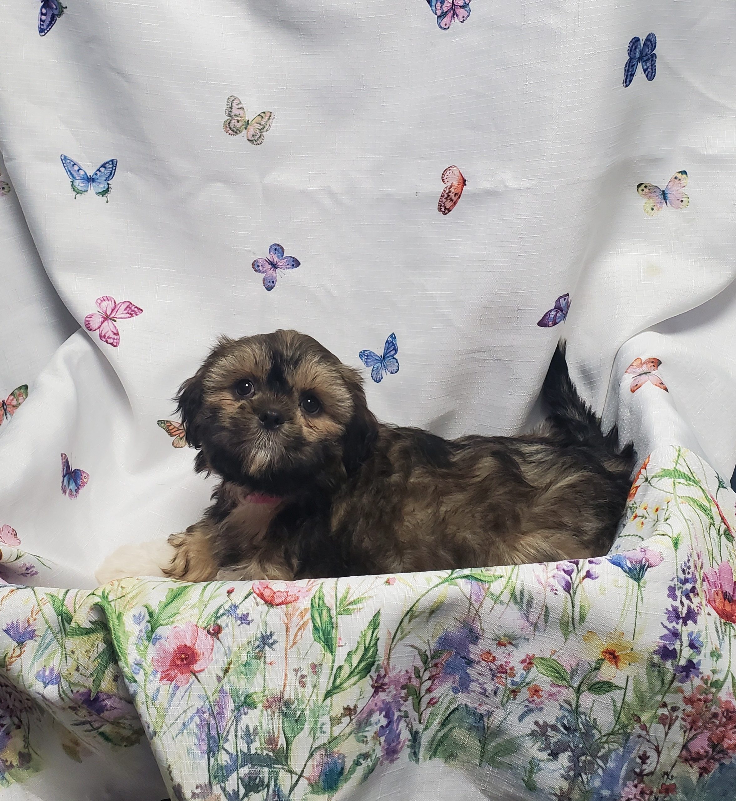 Available Puppies 18 Available Puppies 18