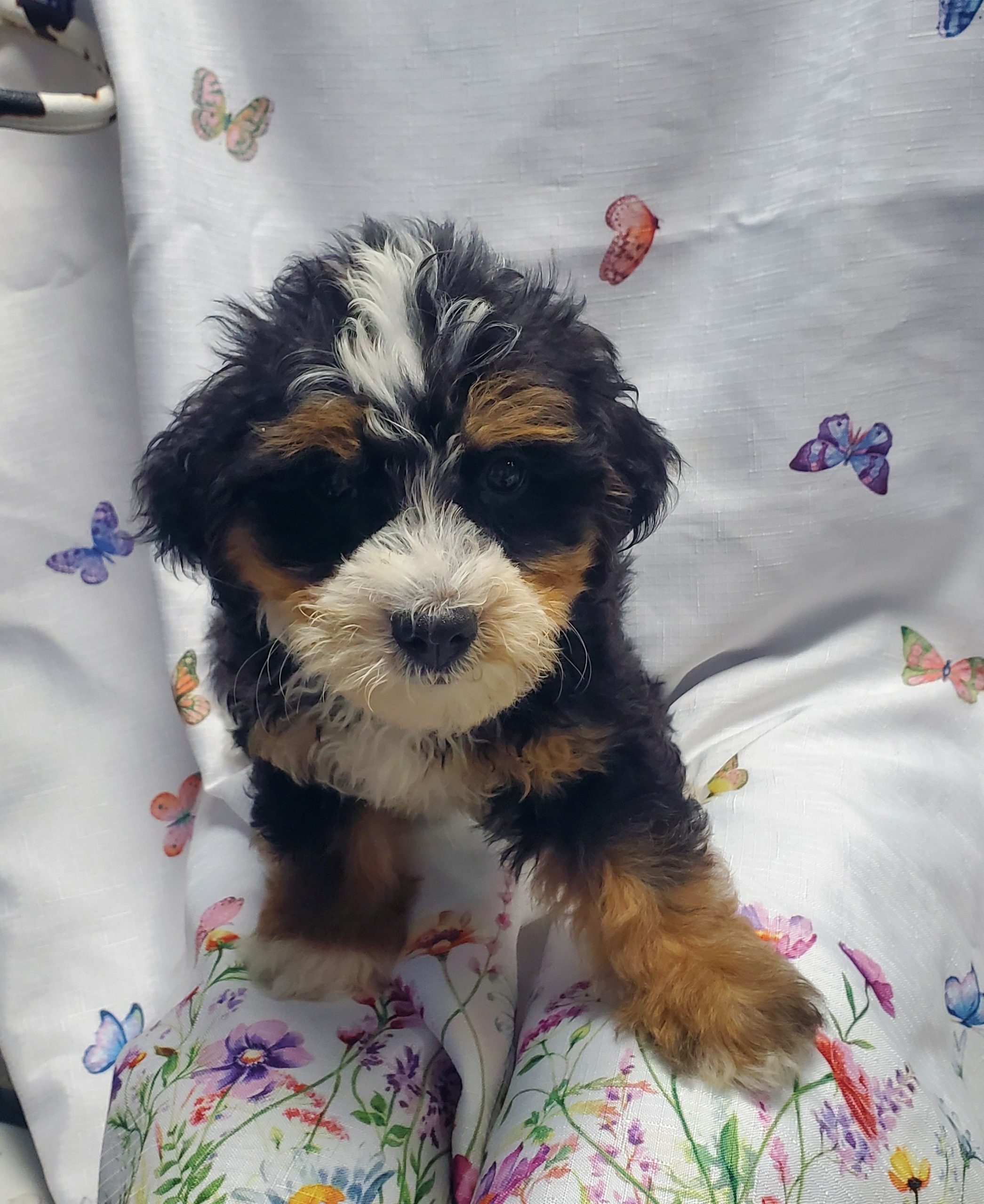 Available Puppies 6