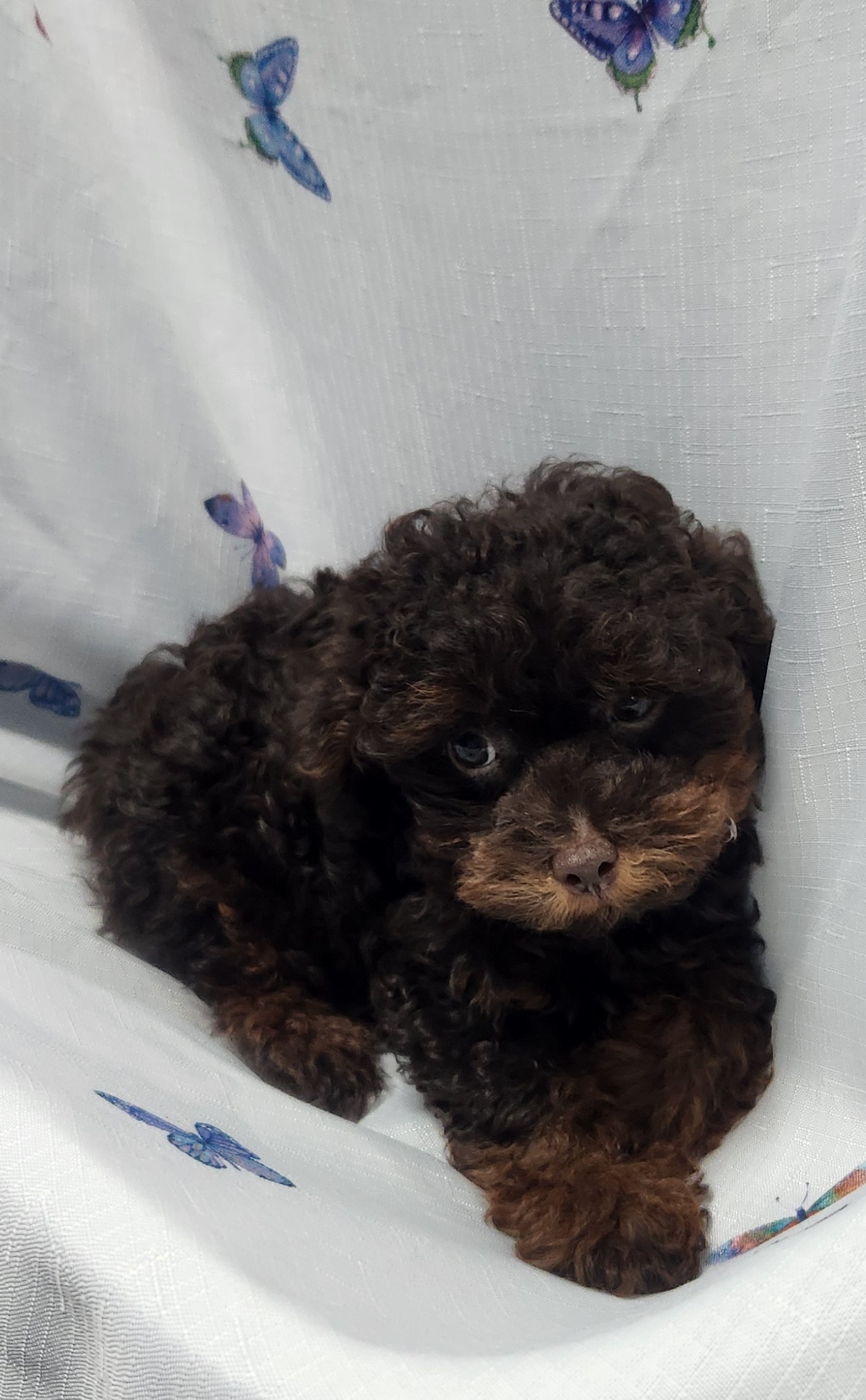 Available Puppies 19 Available Puppies 19