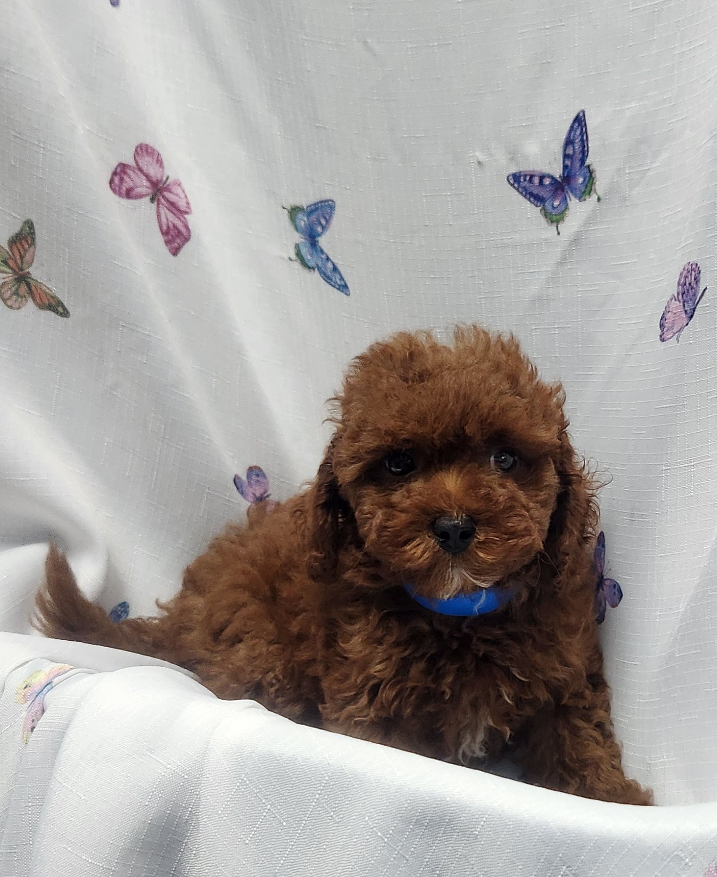 Available Puppies 20 Available Puppies 20