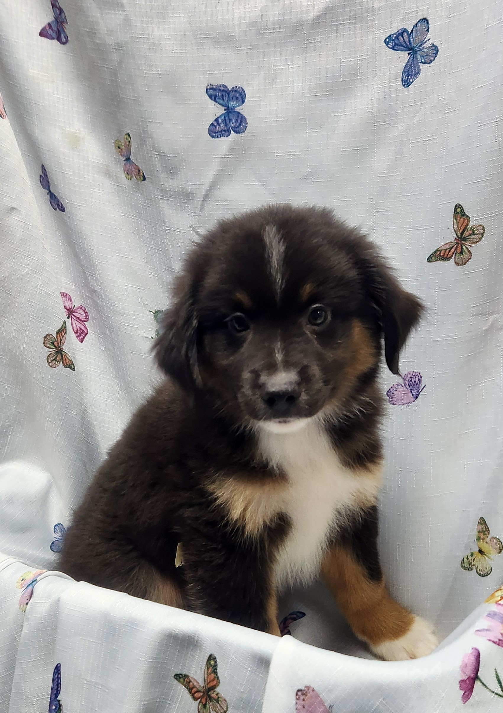 Available Puppies 21 Available Puppies 21