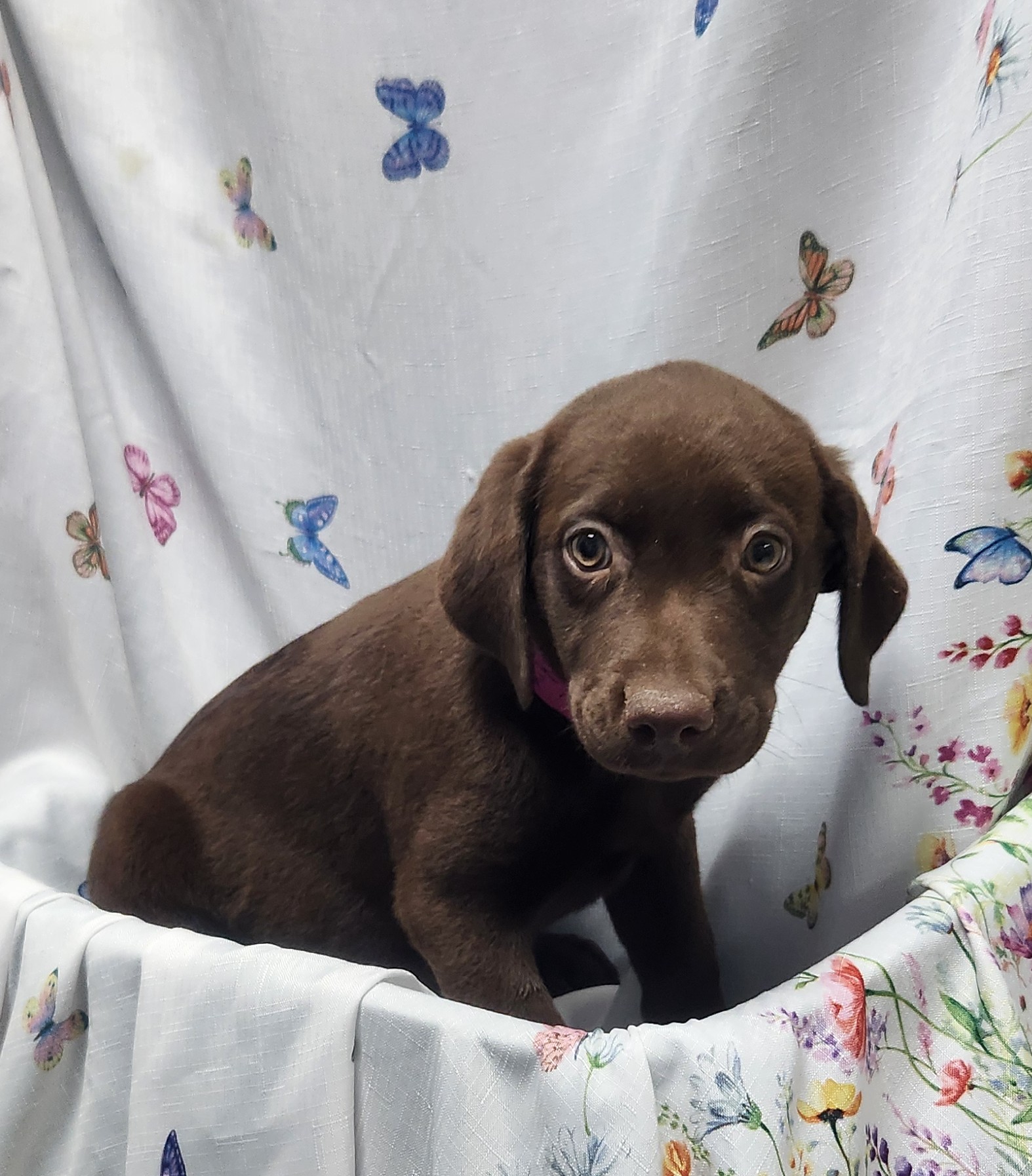 Available Puppies 23 Available Puppies 23