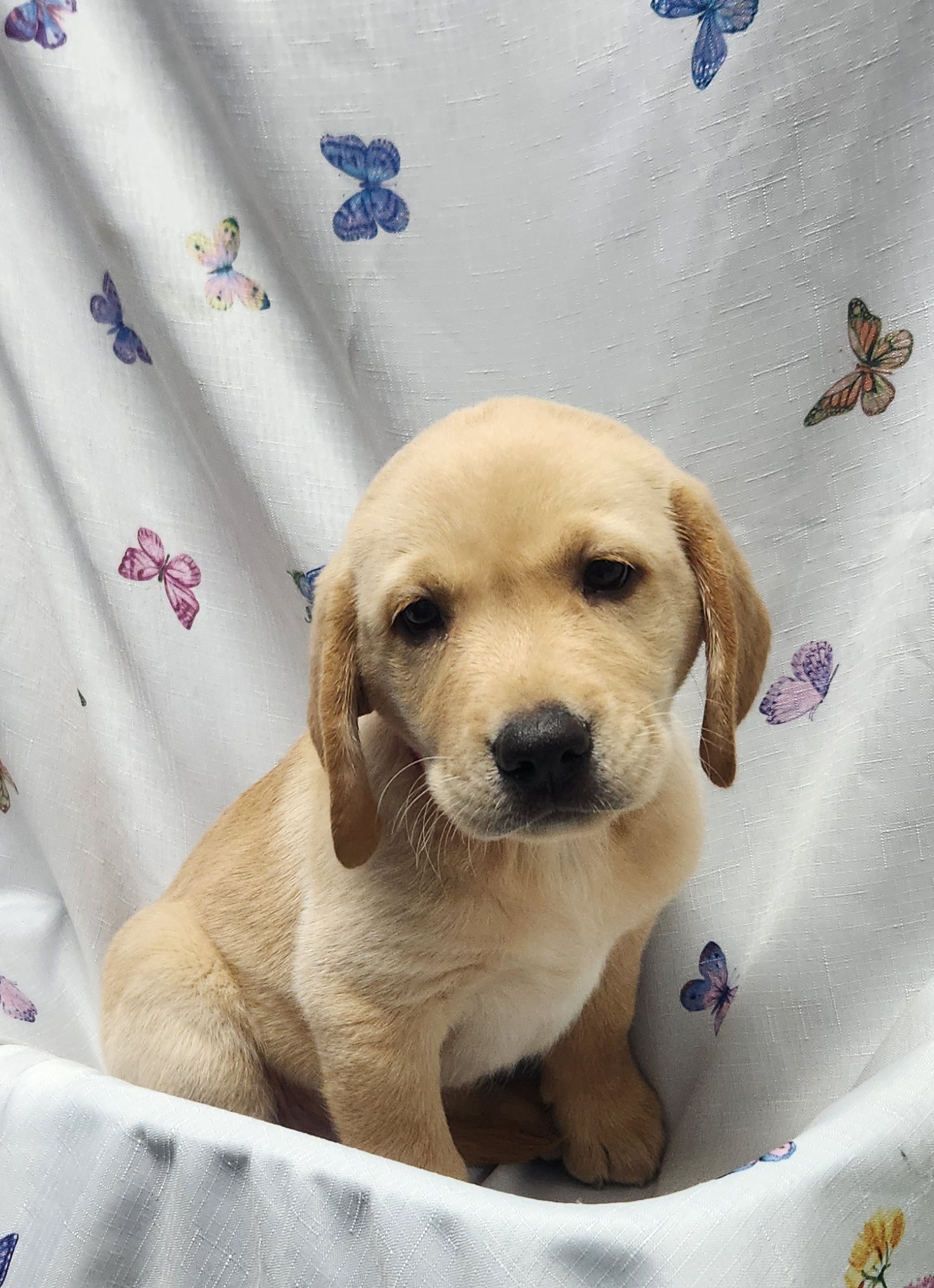 Available Puppies 22 Available Puppies 22