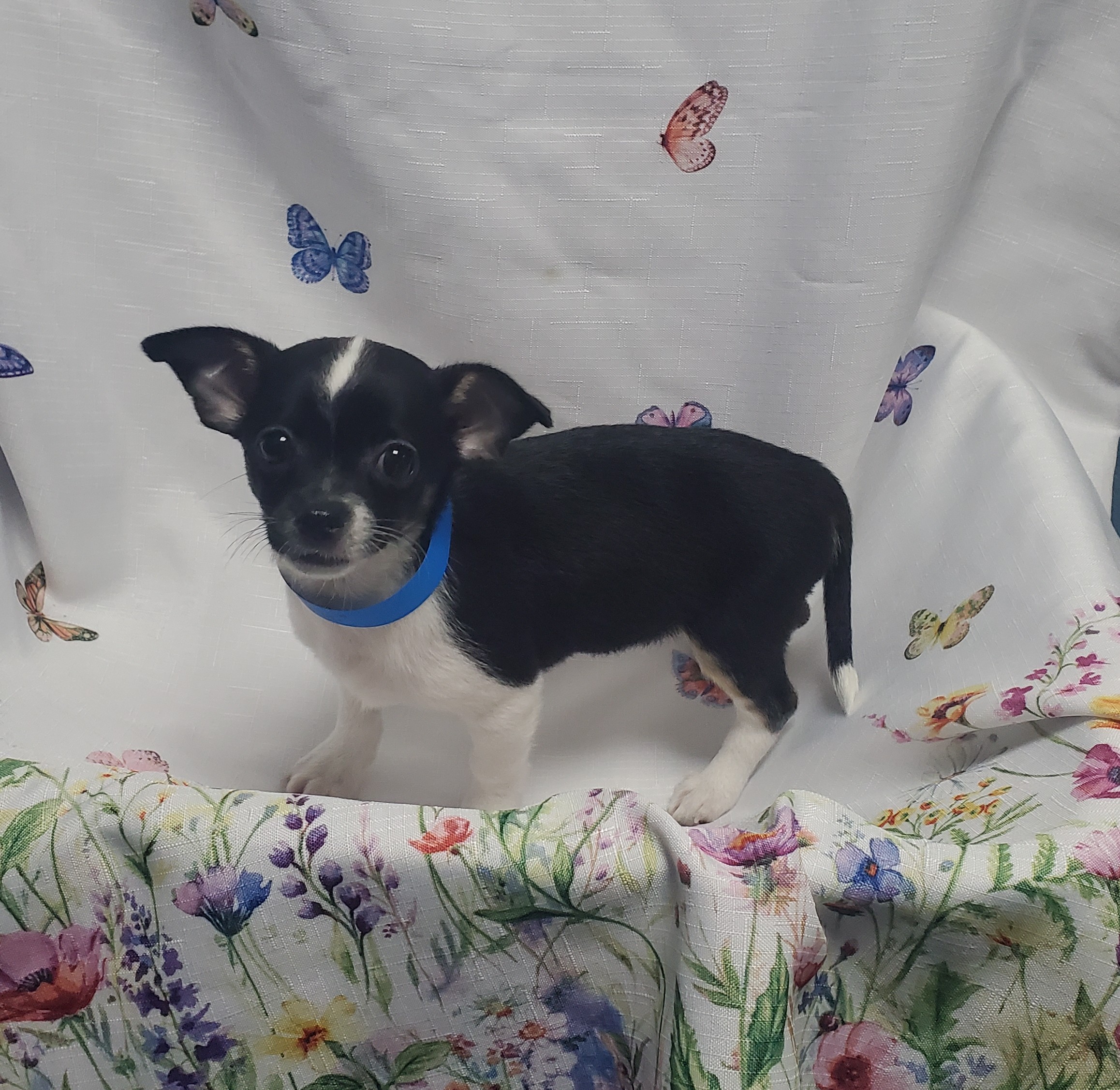 Available Puppies 25 Available Puppies 25