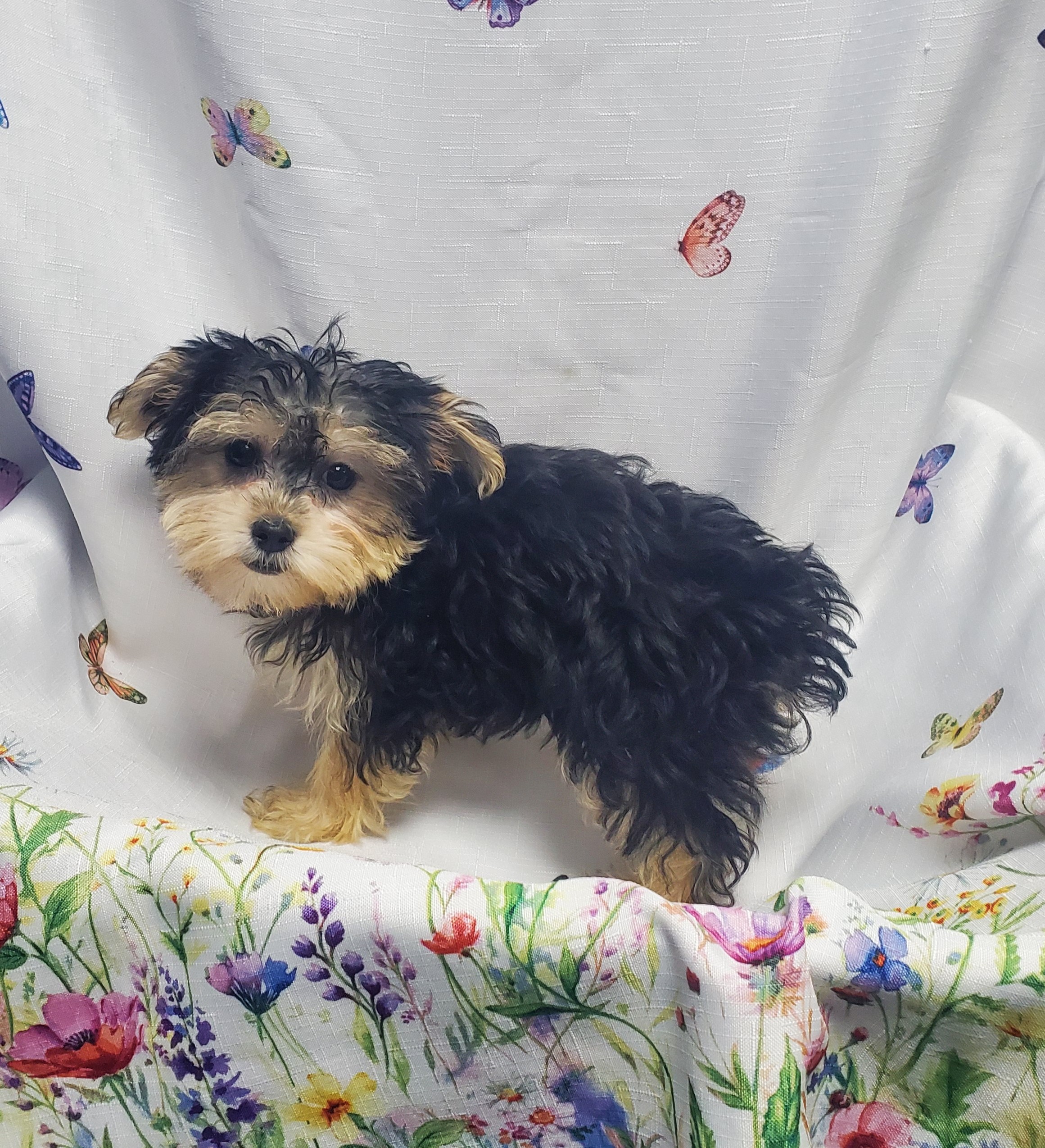 Available Puppies 26 Available Puppies 26