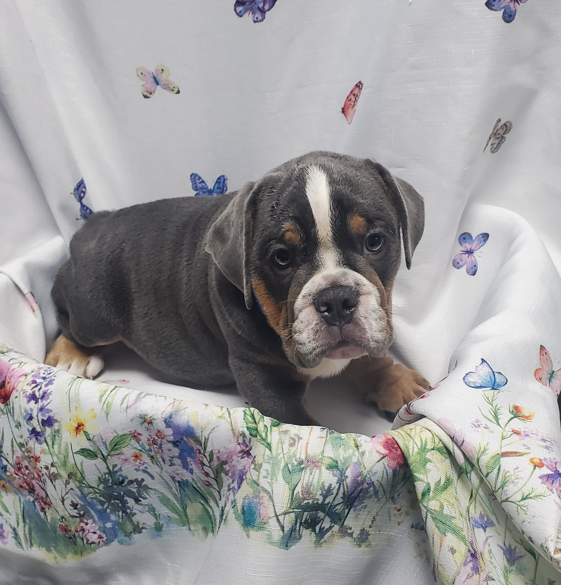 Available Puppies 27 Available Puppies 27