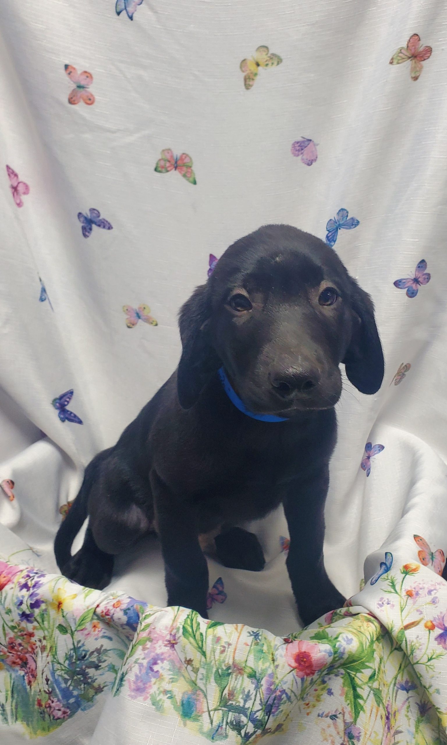 Available Puppies 24 Available Puppies 24
