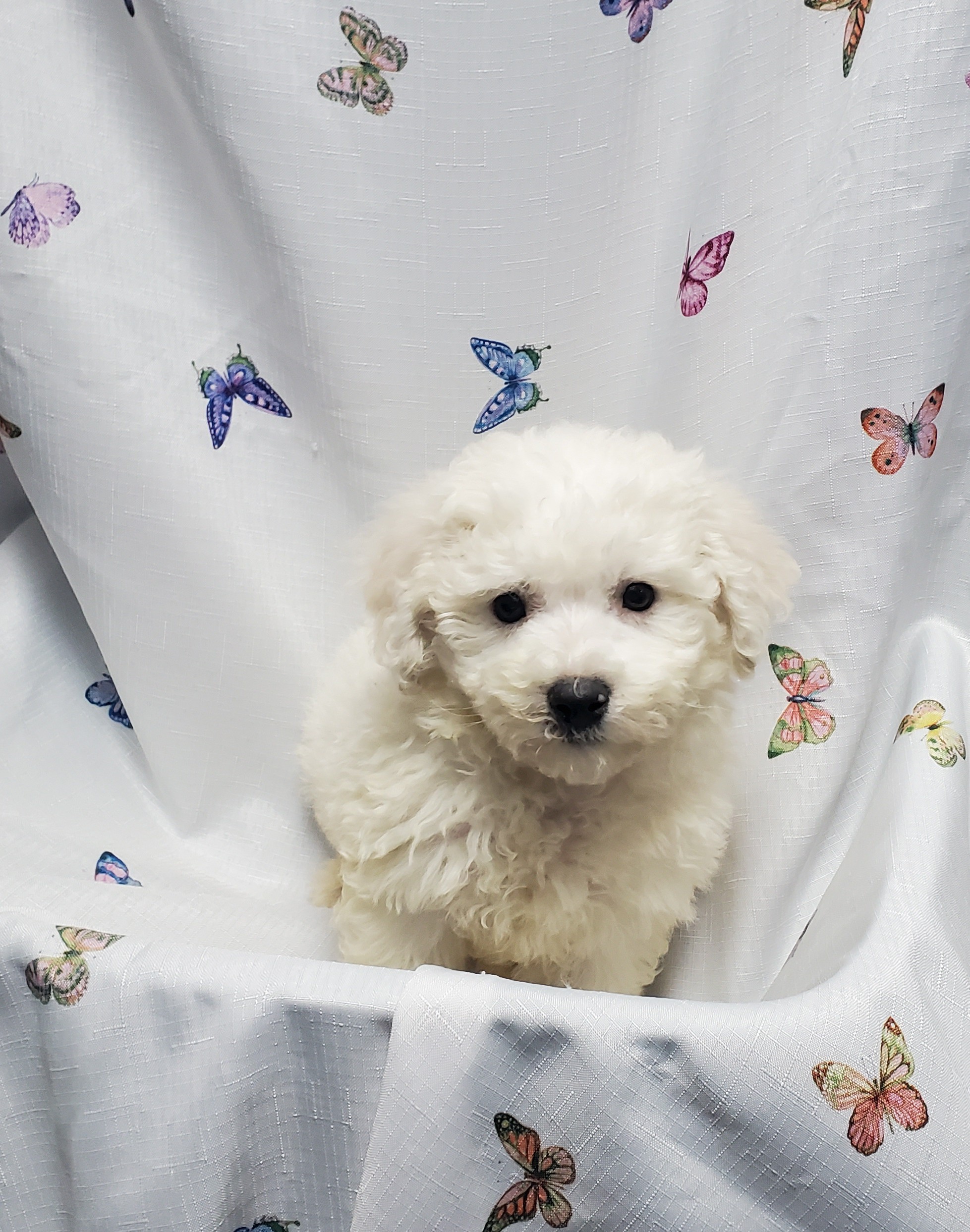 Available Puppies 7