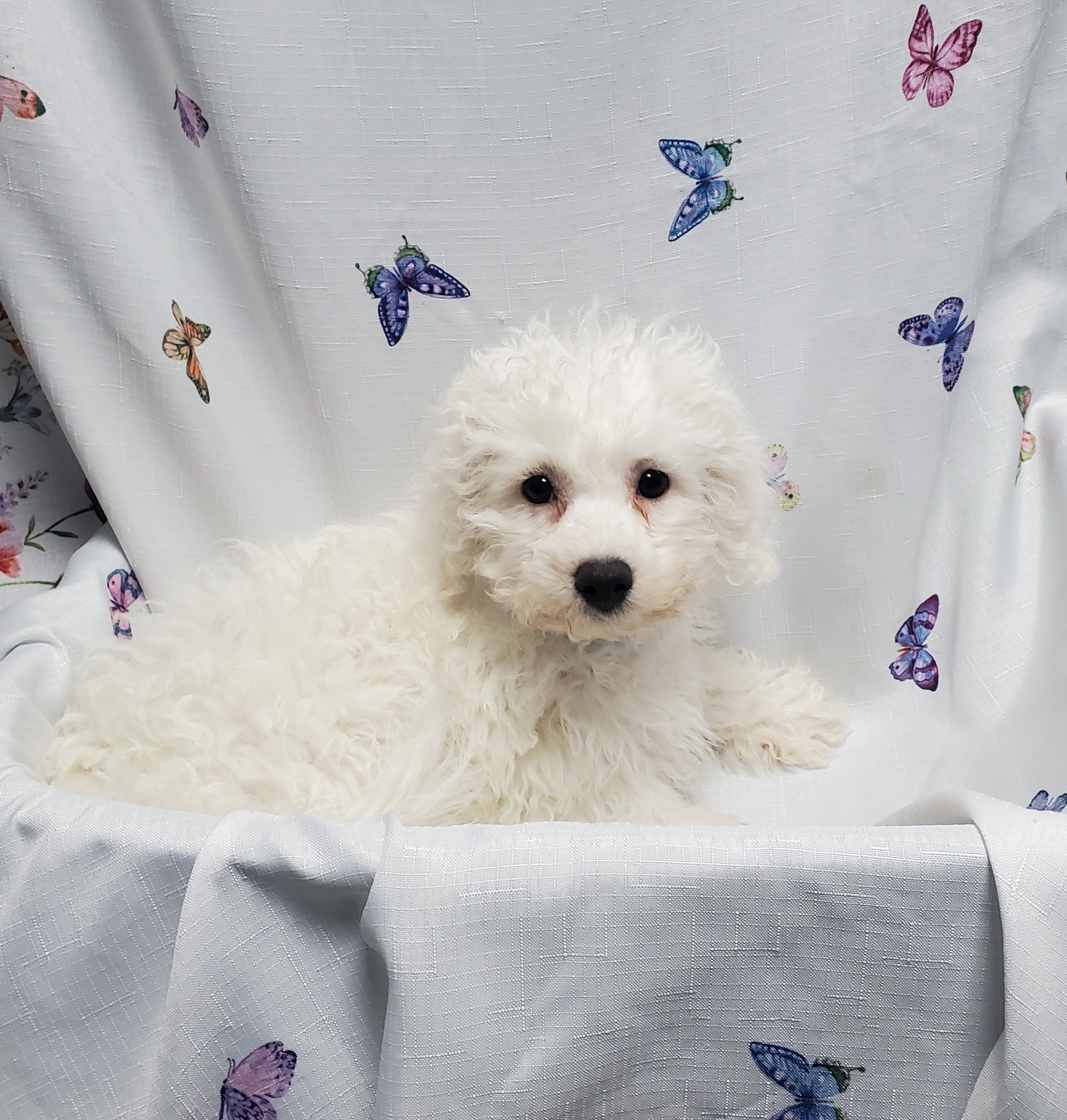 Available Puppies 13