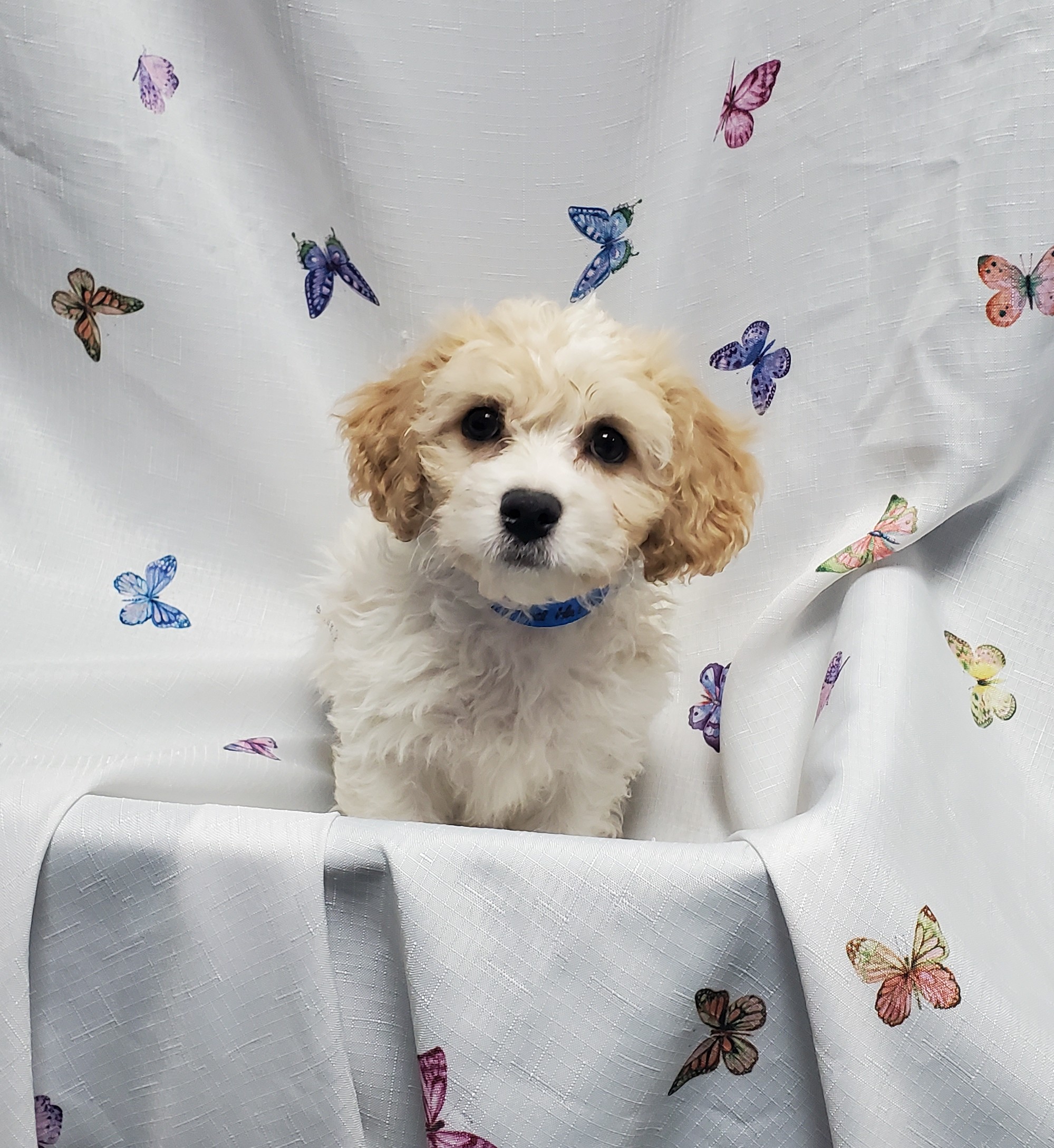 Available Puppies 9